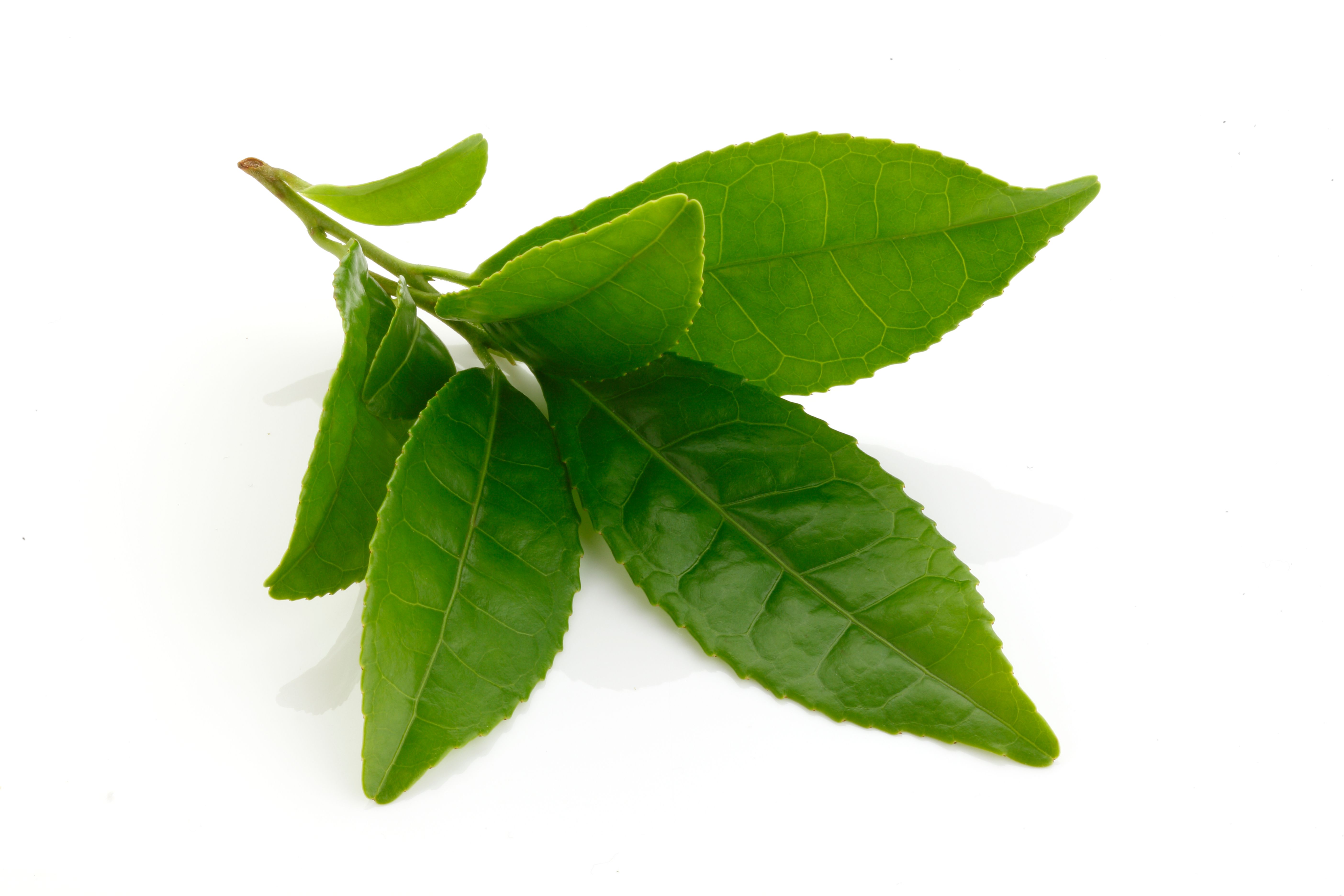 green tea leaves