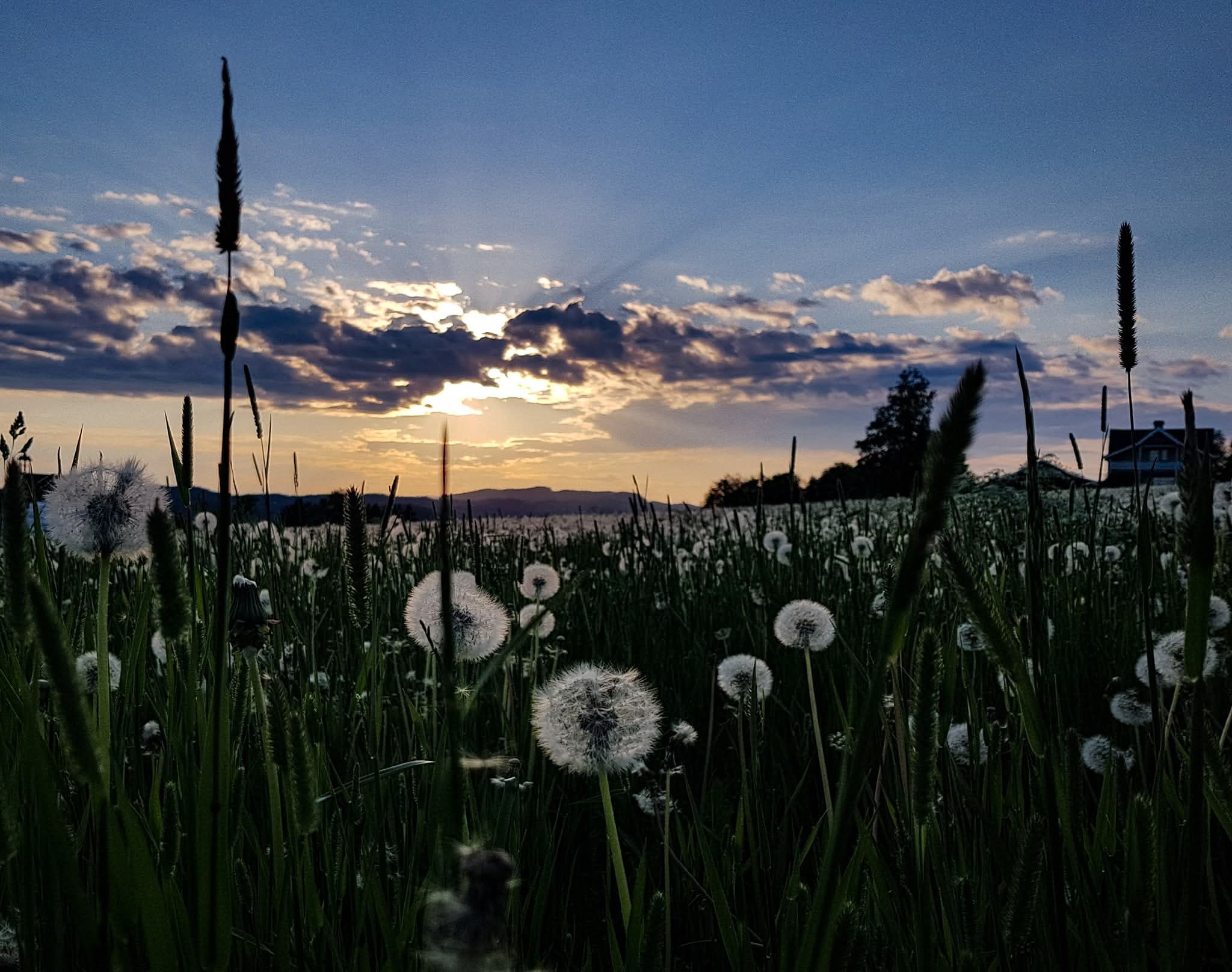 dandelion field