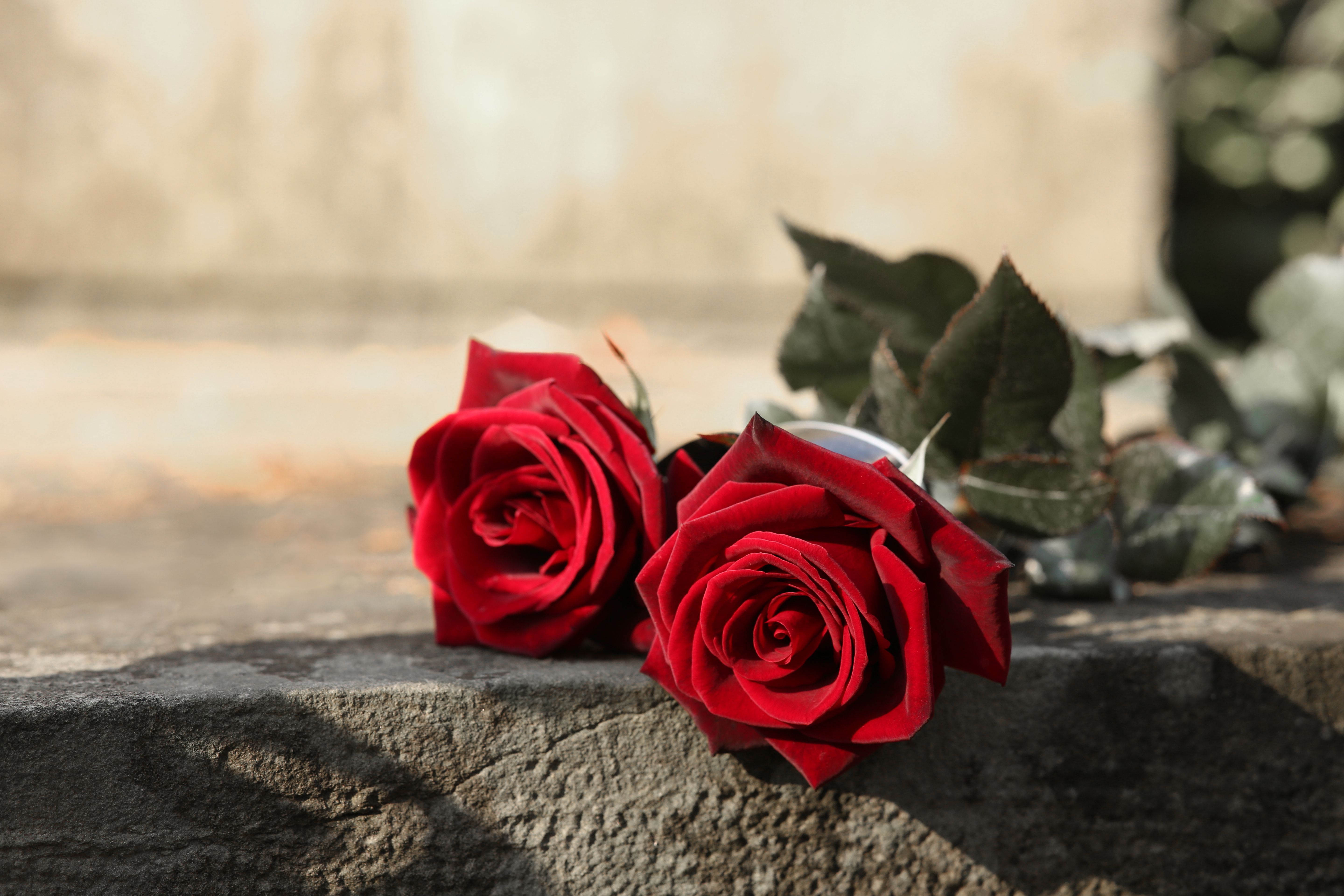 Red roses on grey tombstone outdoors, space for text. Funeral ceremony