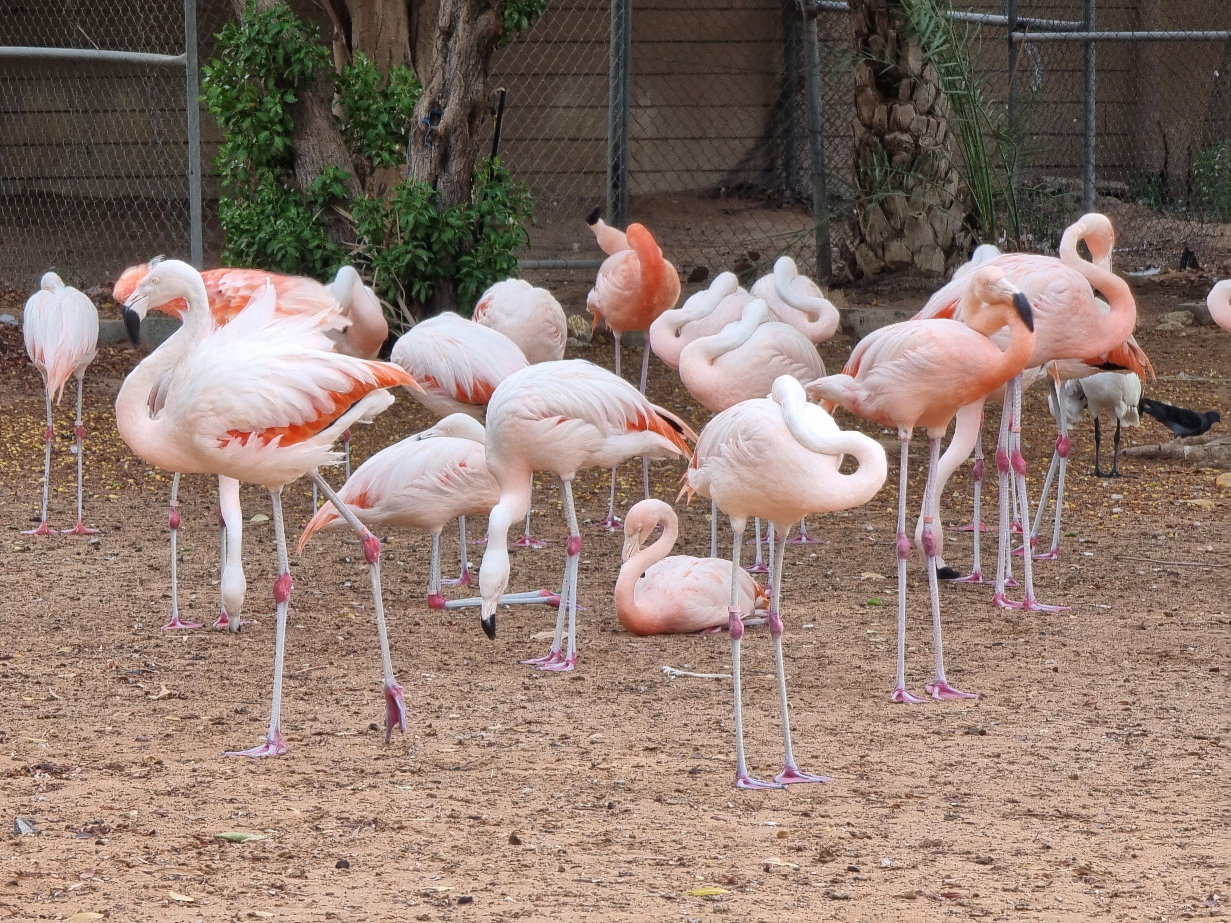 Group of flamingos in Al Ain zoo, Abu Dhabi 5