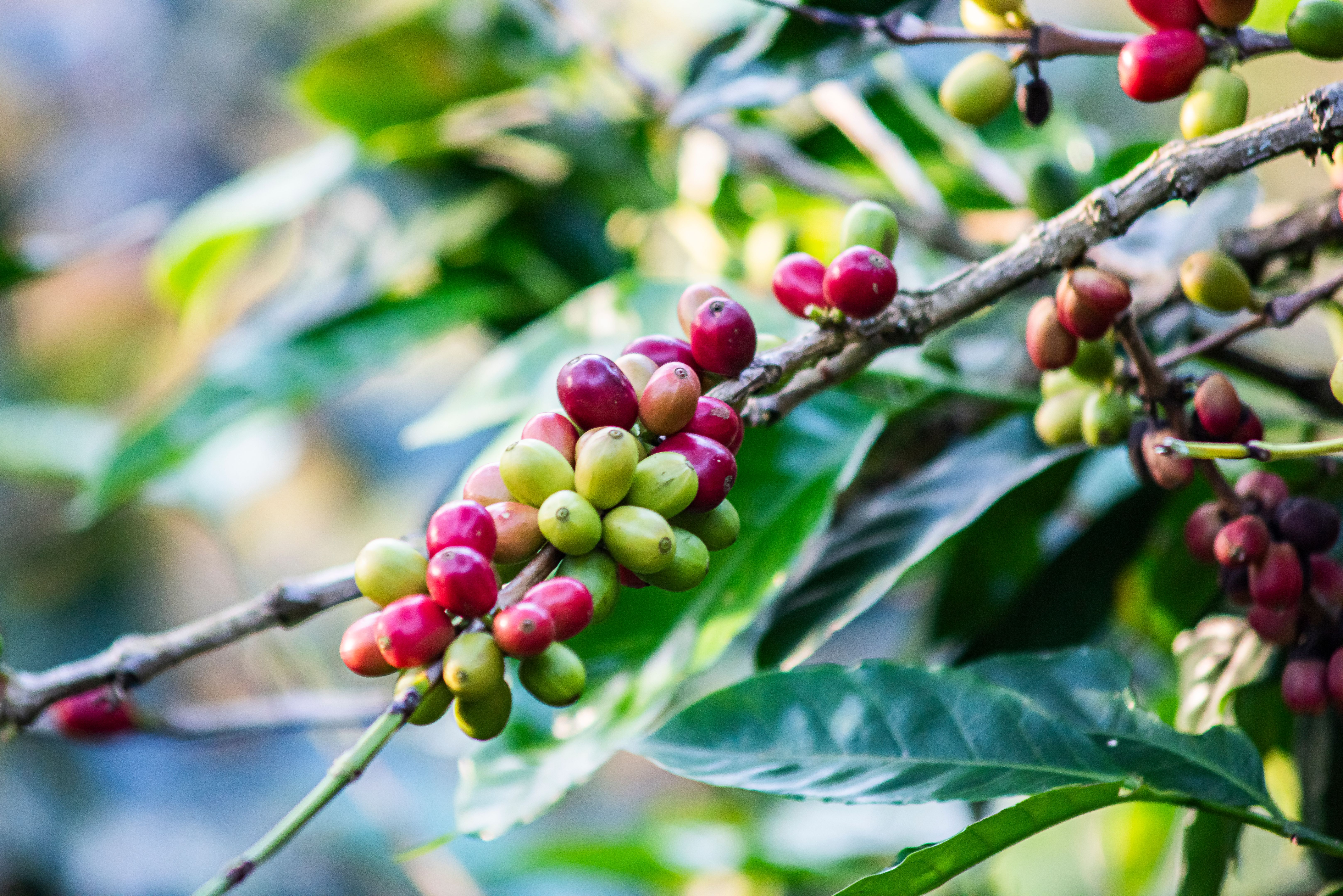 coffee plantation colombia