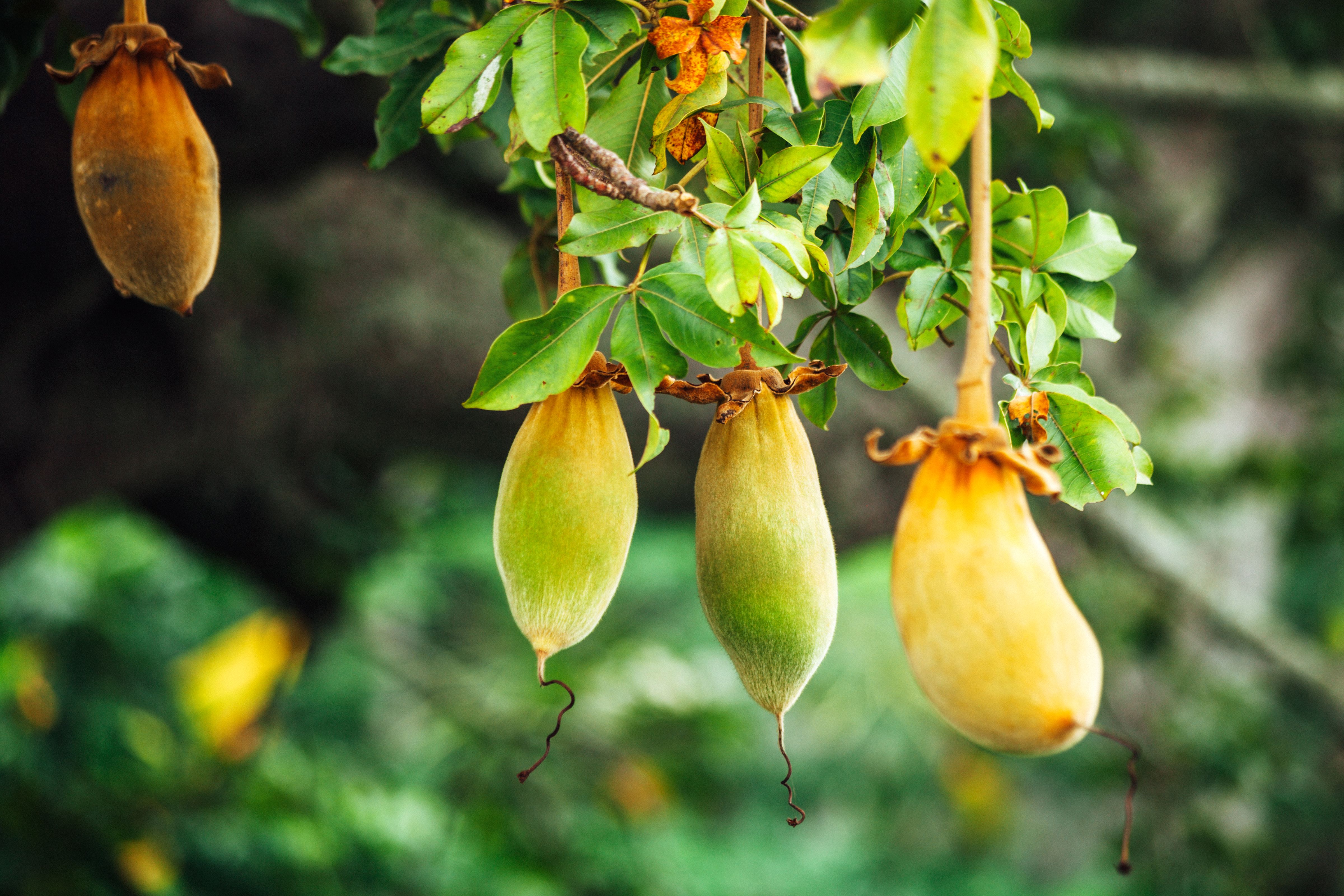 baobab trees