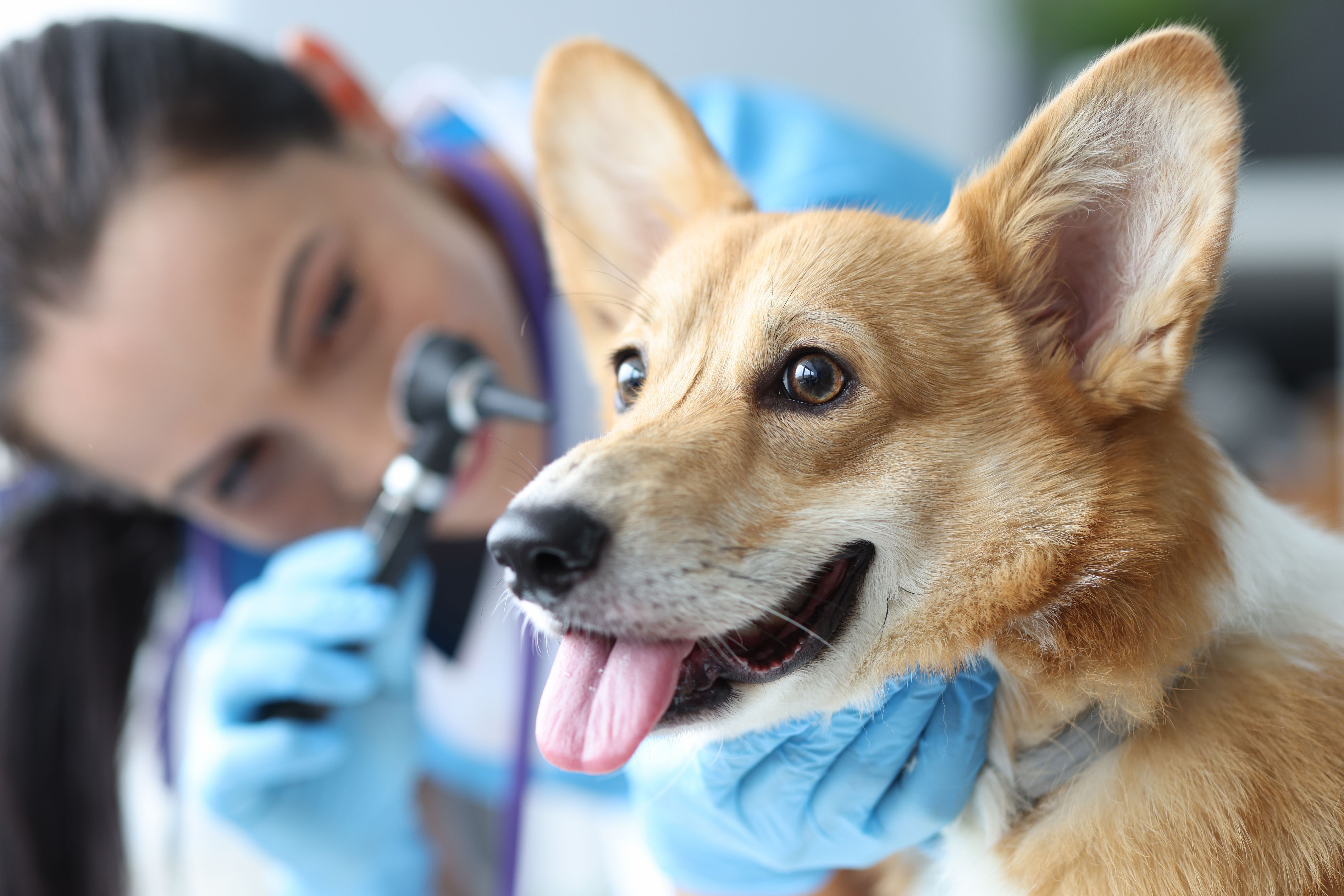 vet examining pet
