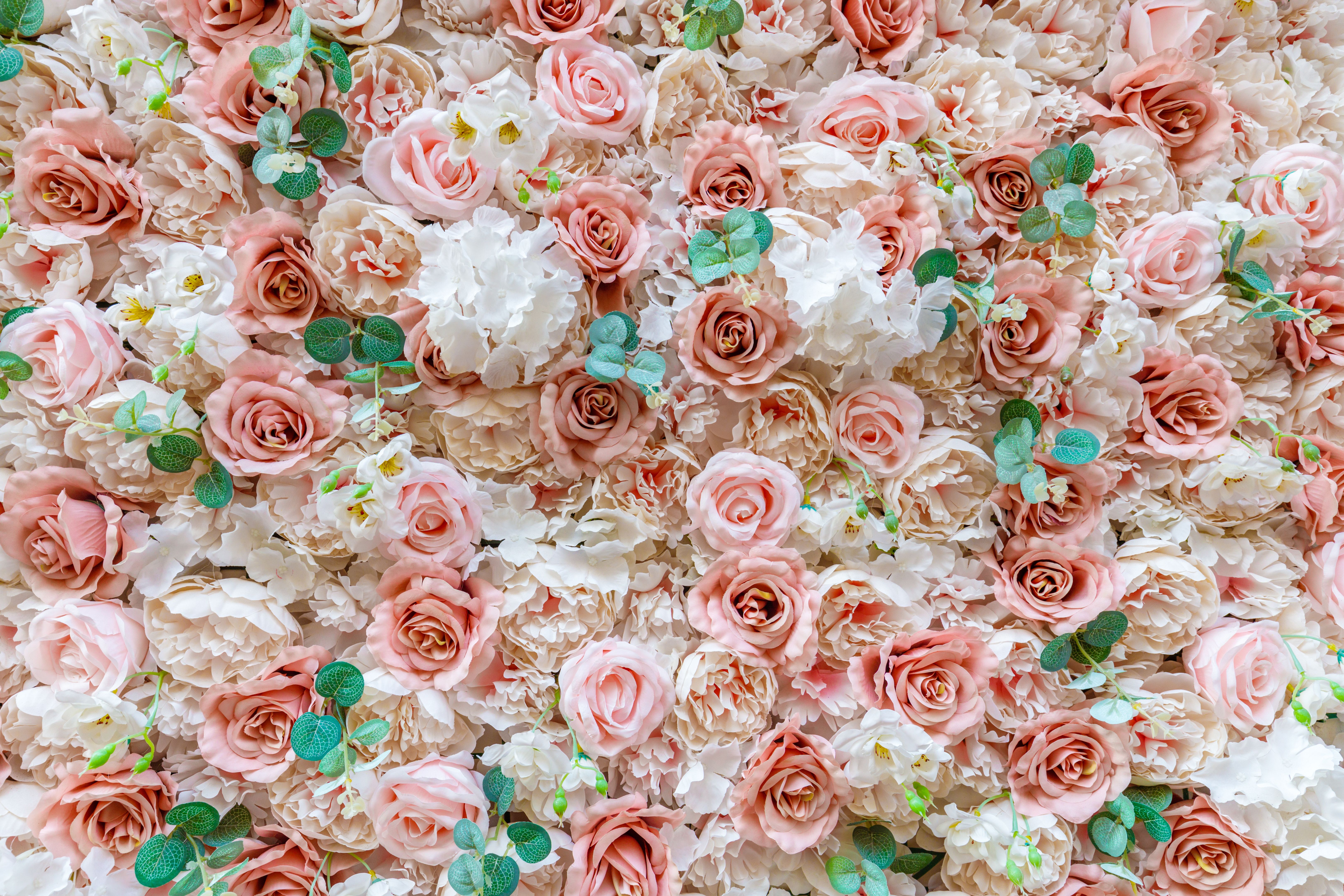 creamy pink roses, wedding and occasional feminine background