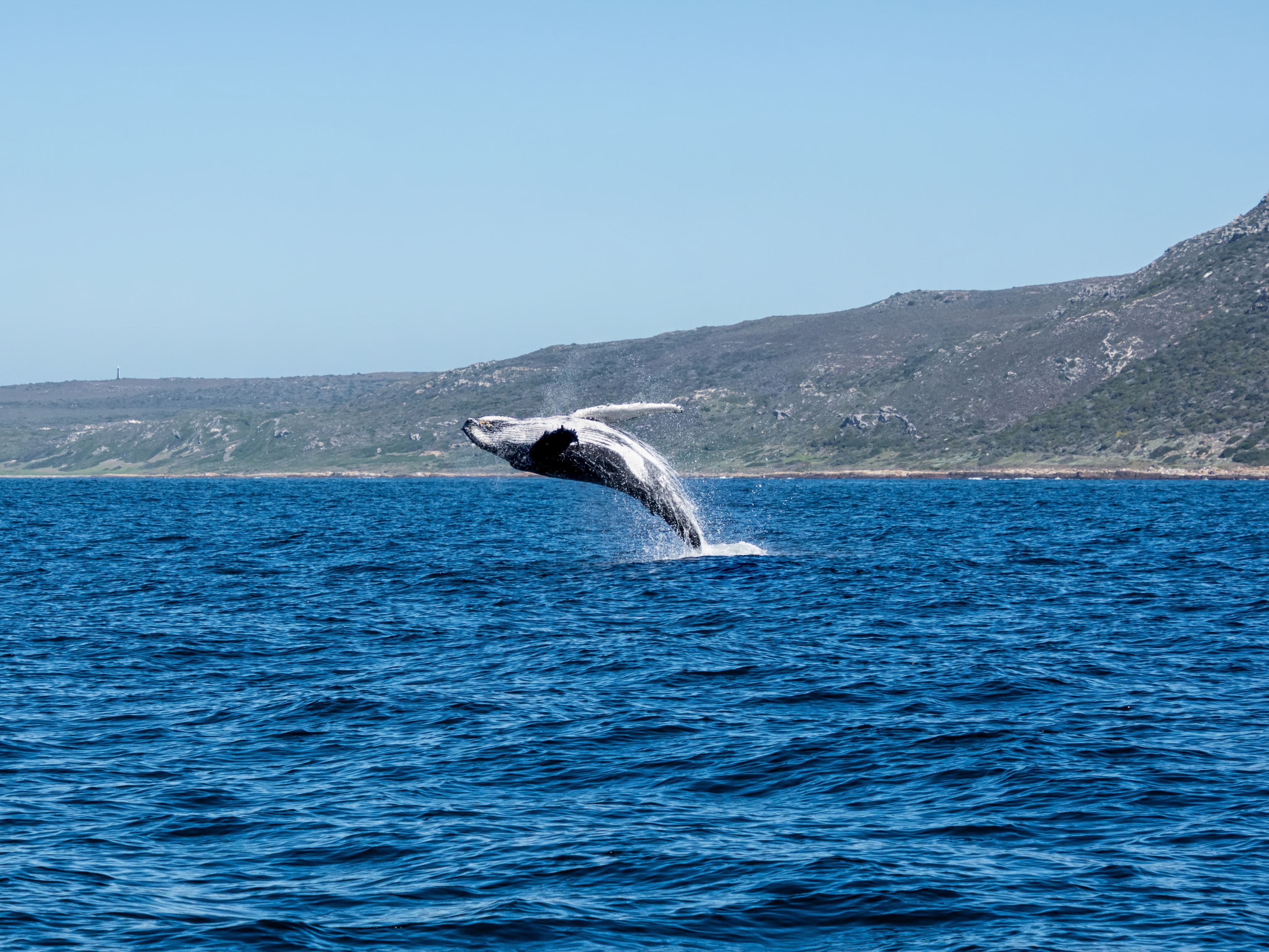 whale watching false bay
