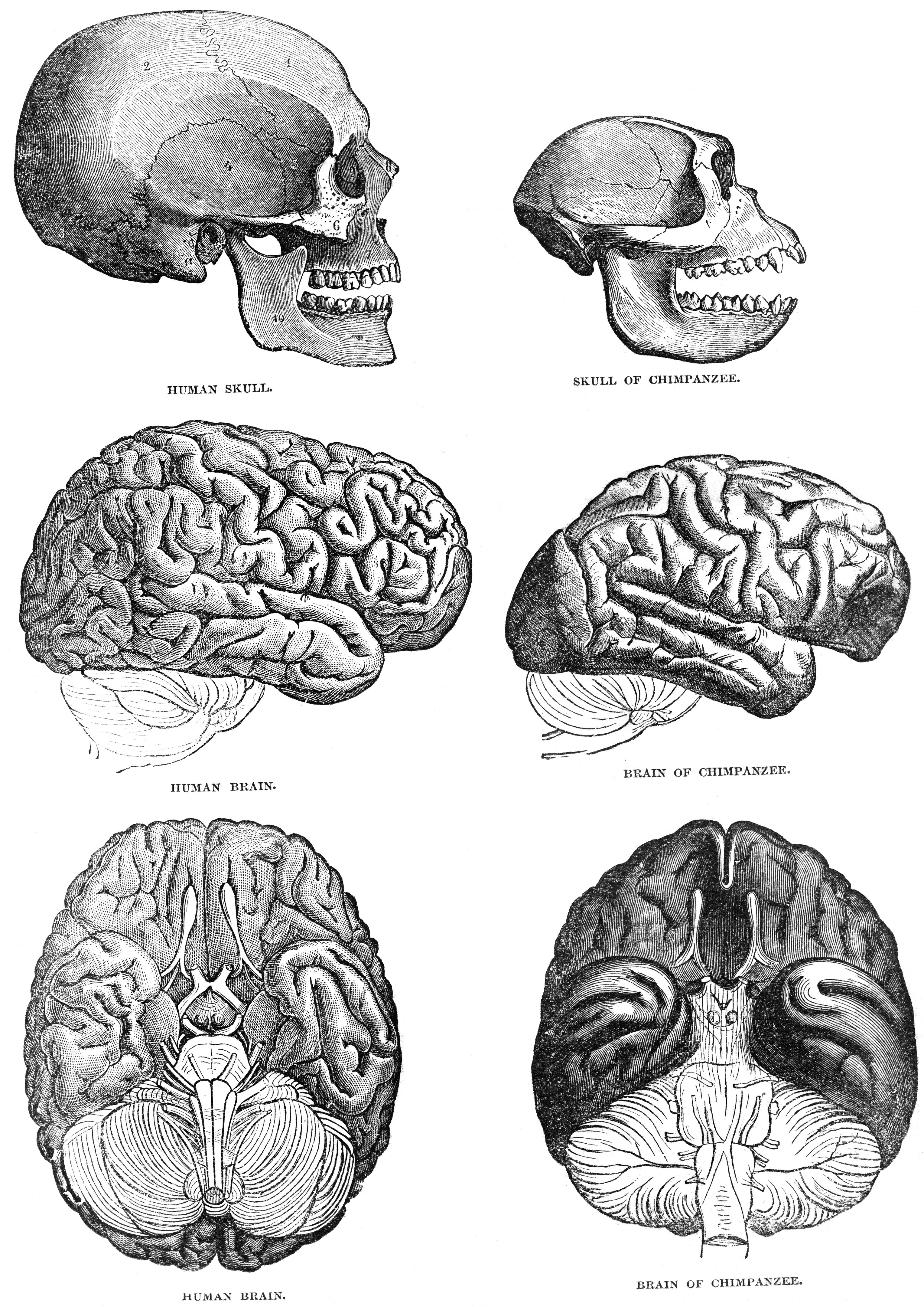 engraving comparison