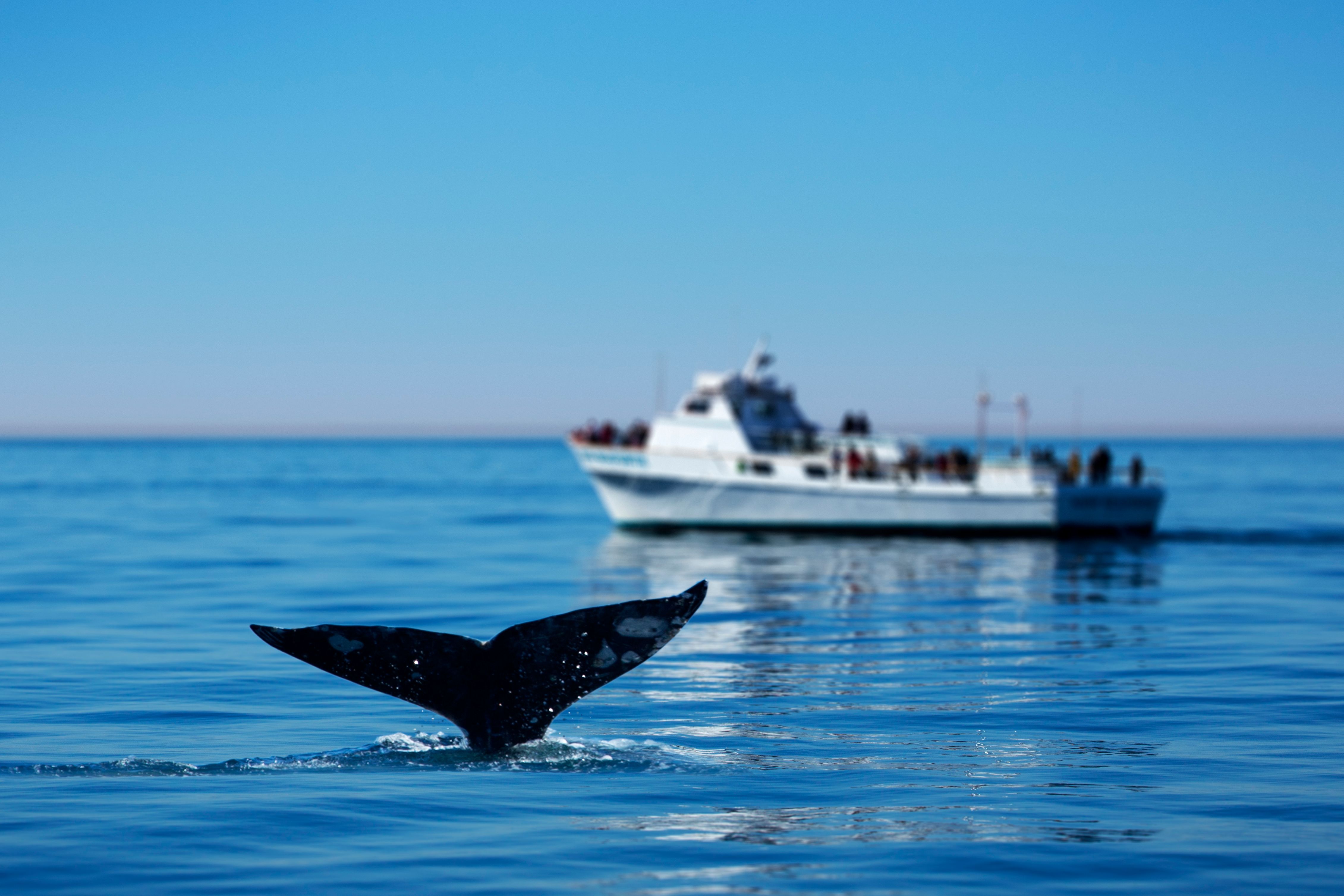 whale watching tour