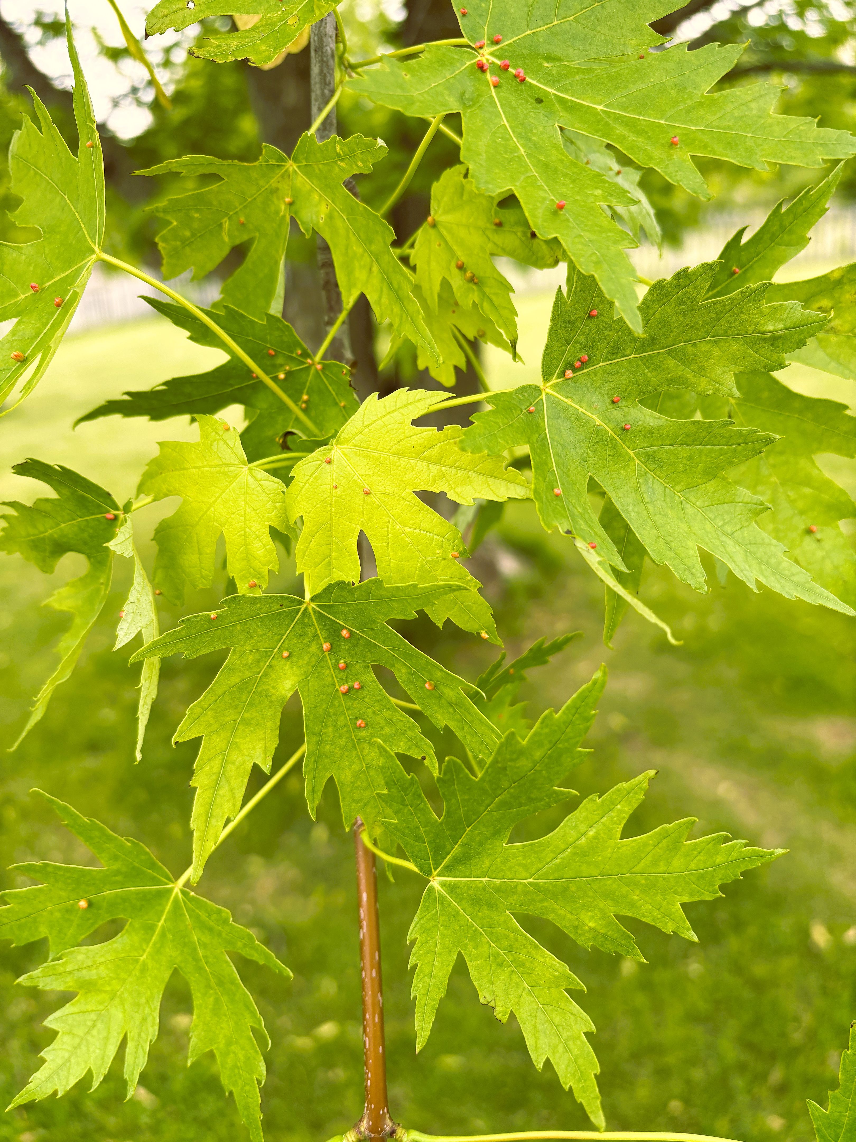 invasive species control