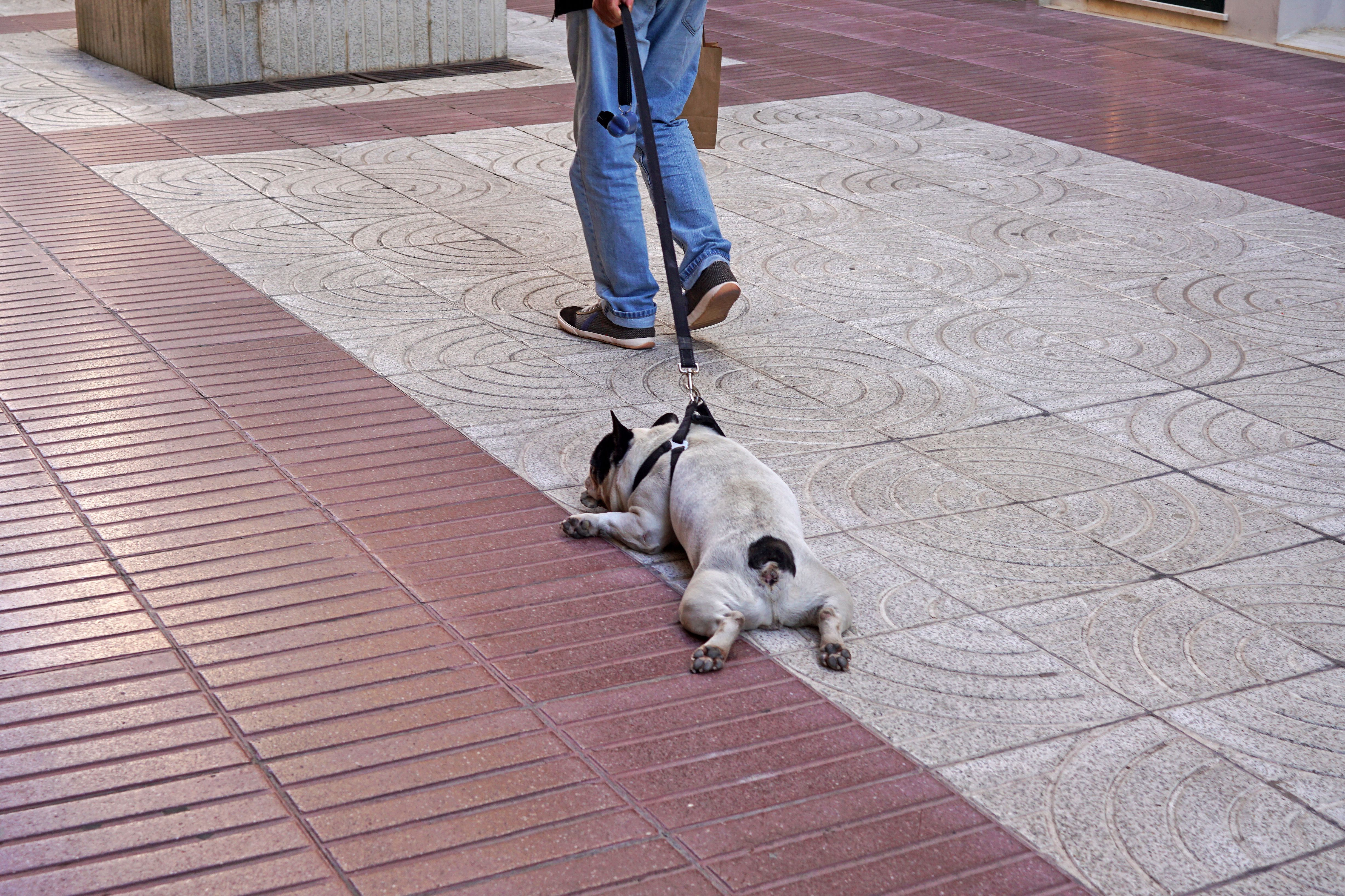 Lazy Black and white French Bulldog lying itself with its owner Lazy Black and white French Bulldog lying itself with its owner
