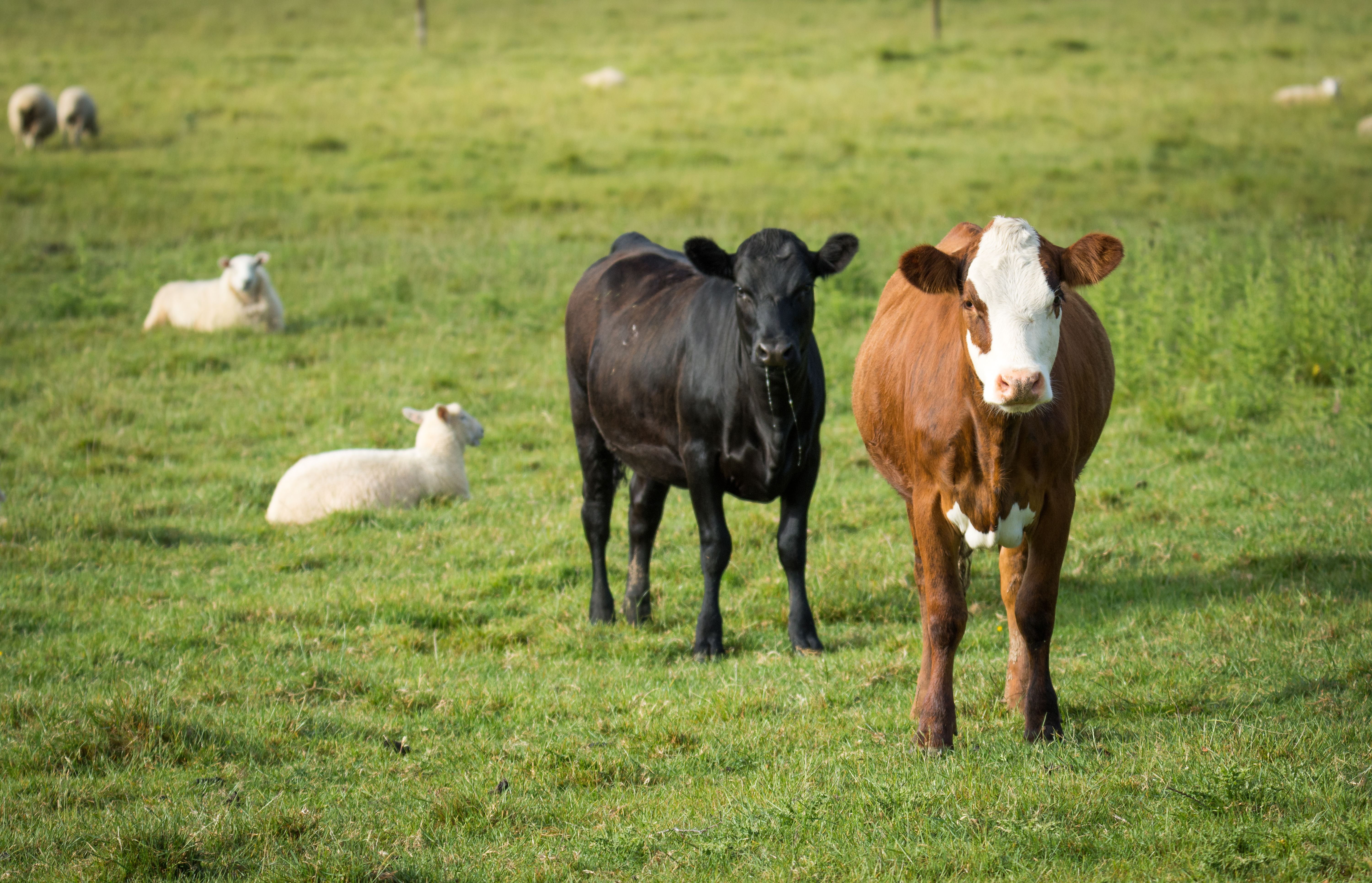 rural scene with cows and sheep in green feild