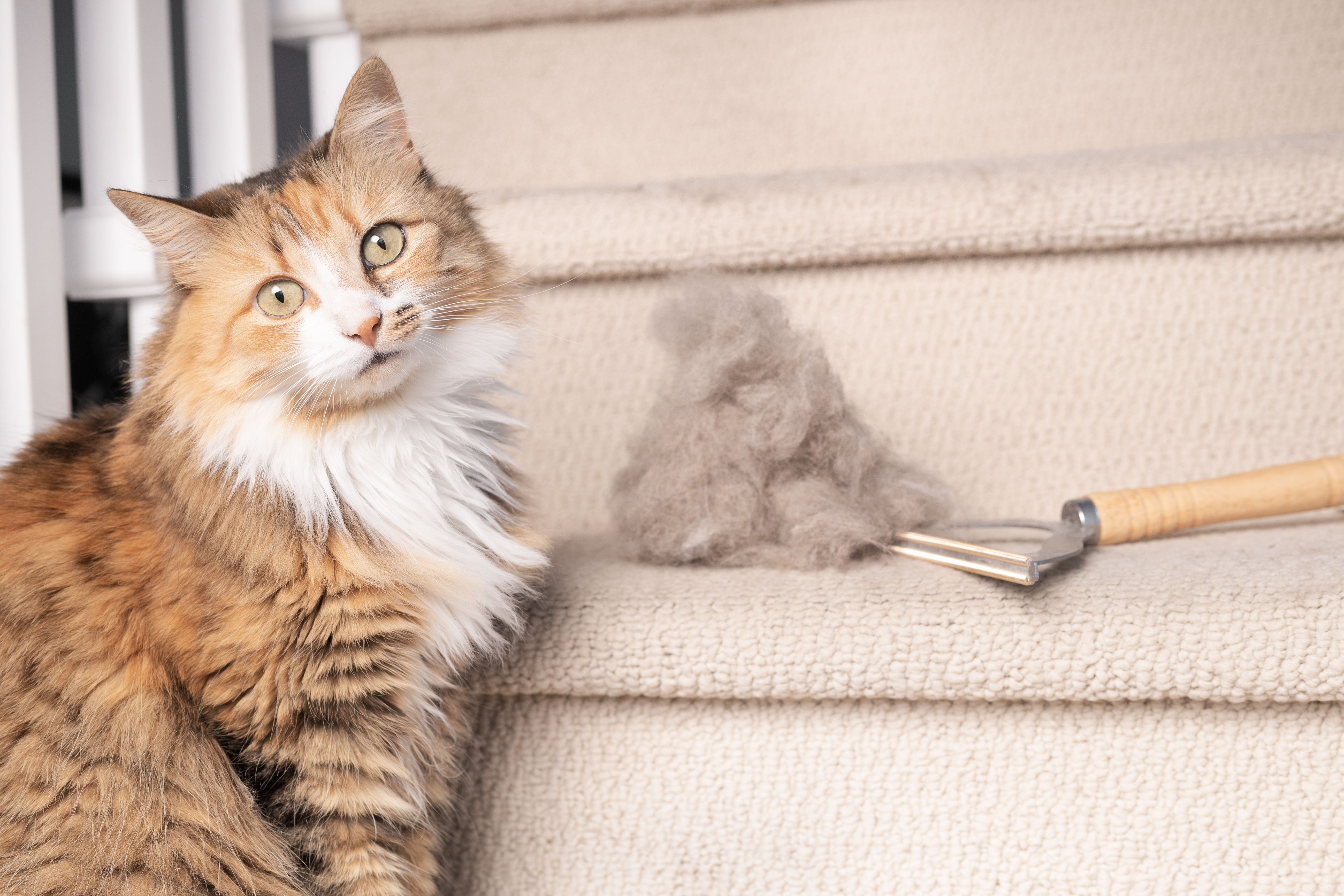 Funny cat with carpet brush and lint pile on stairs.