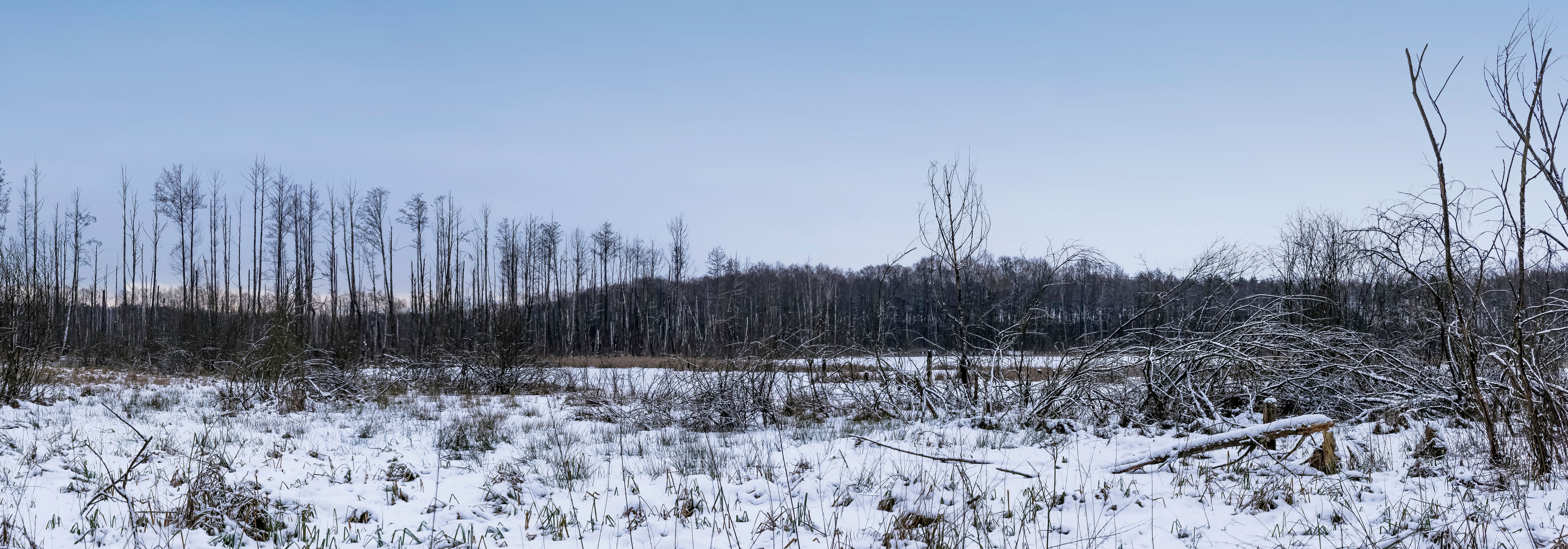 Winter in Kampinos National Park - Poland
