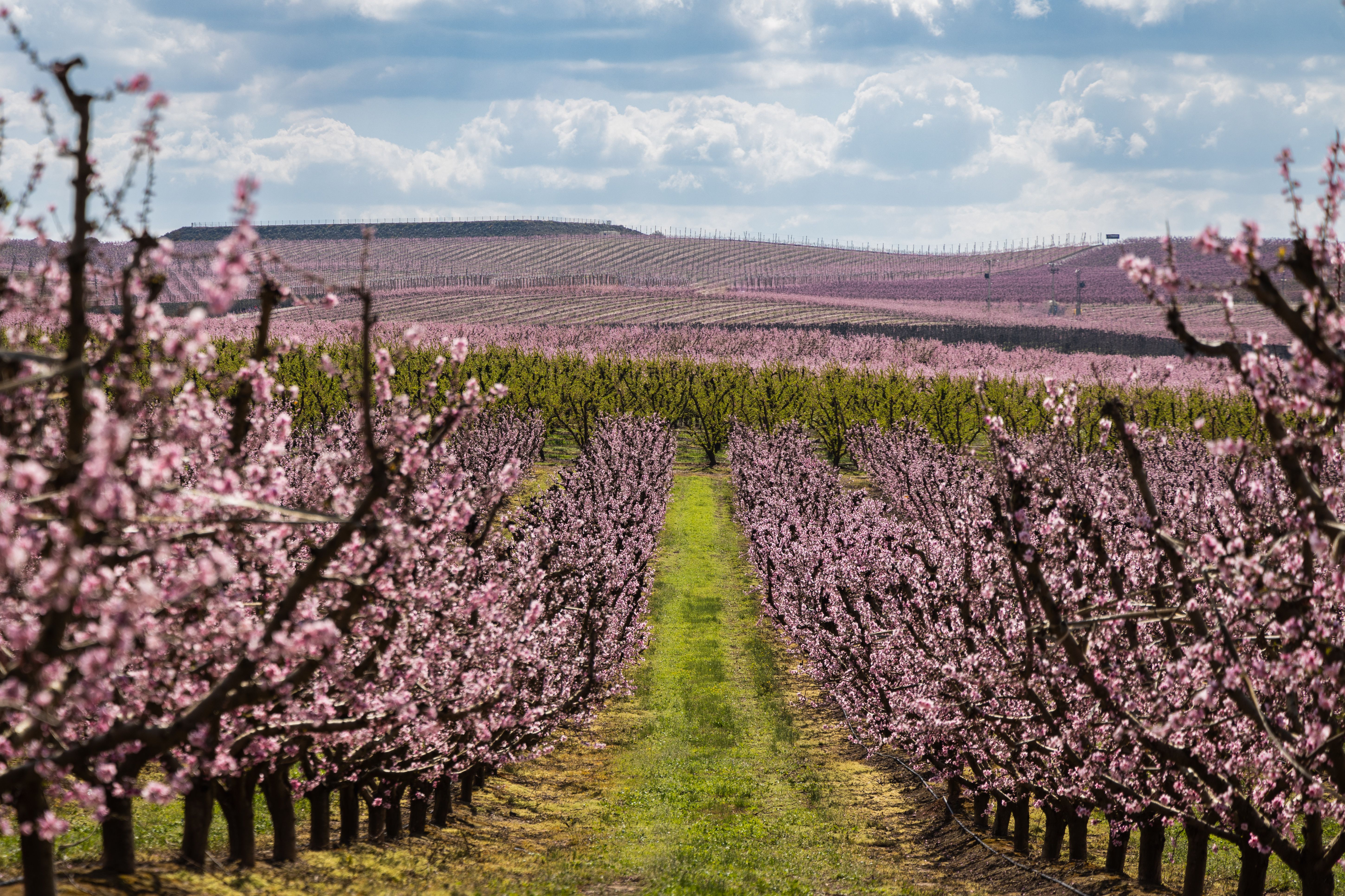 Pink peach tree in blossom, fields of pink trees in Aitona, Spain