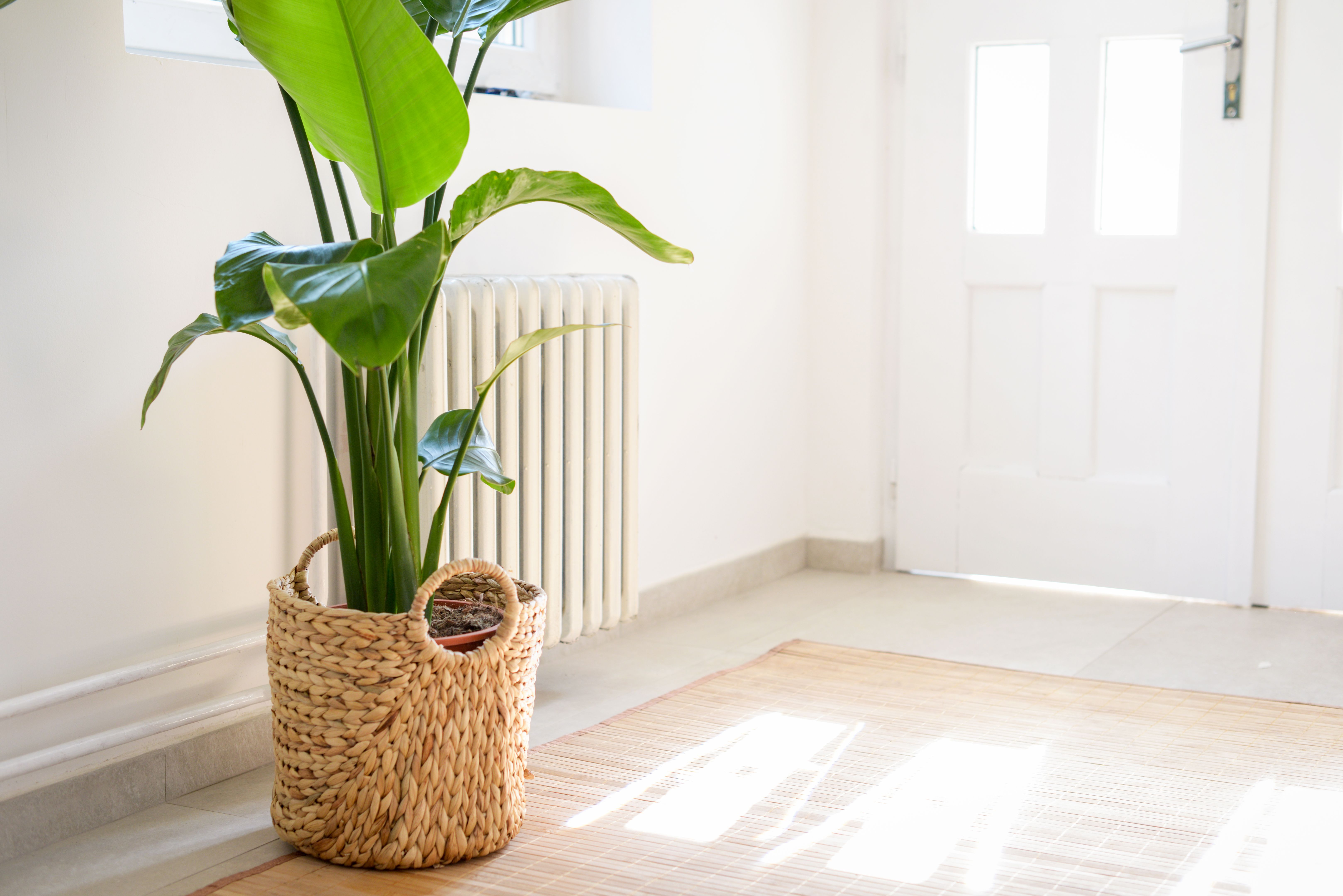 Houseplant Strelitzia nicolai Houseplant Strelitzia nicolai