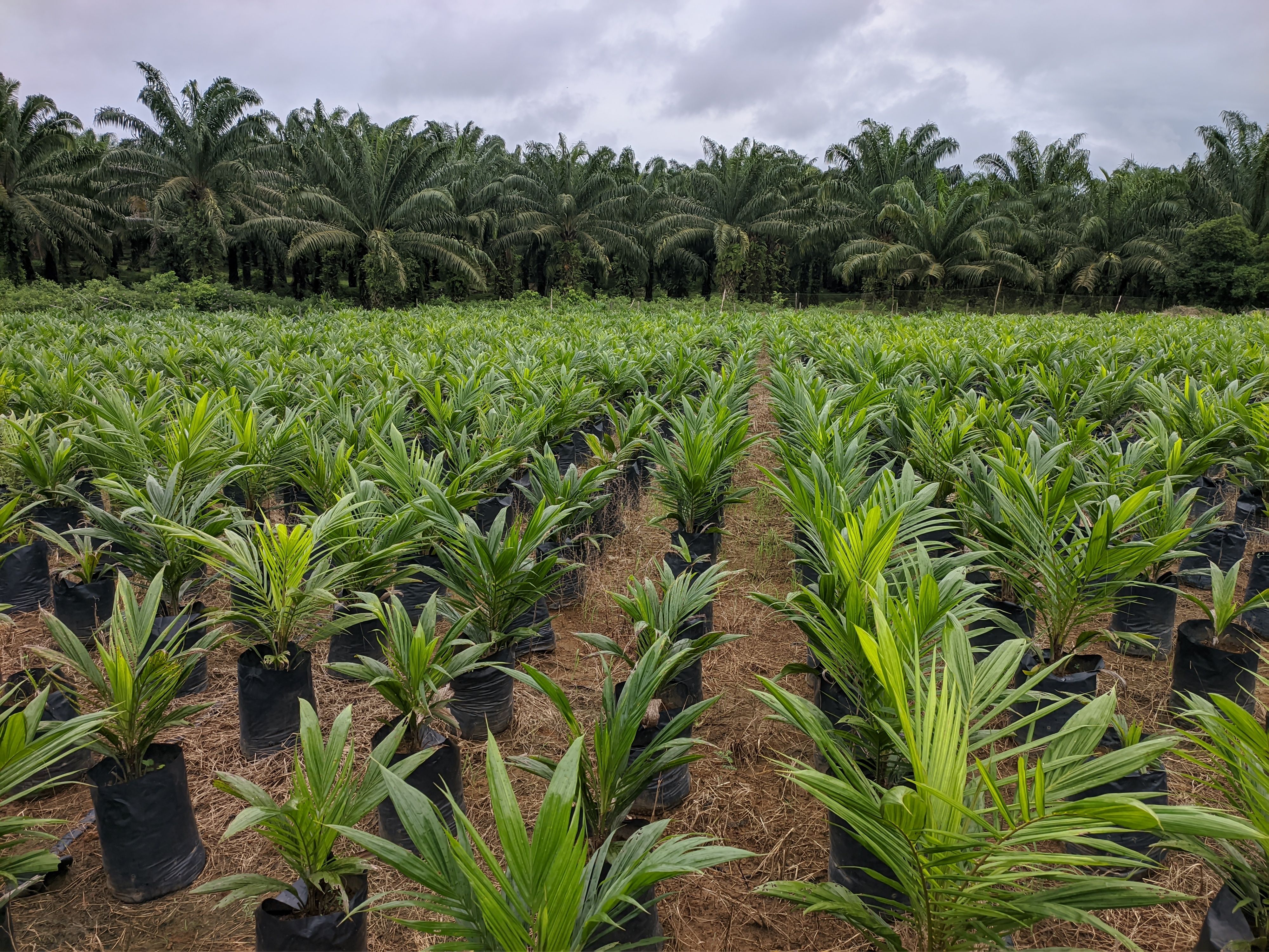 breeding of oil palm seedlings in a south kalimantan company
