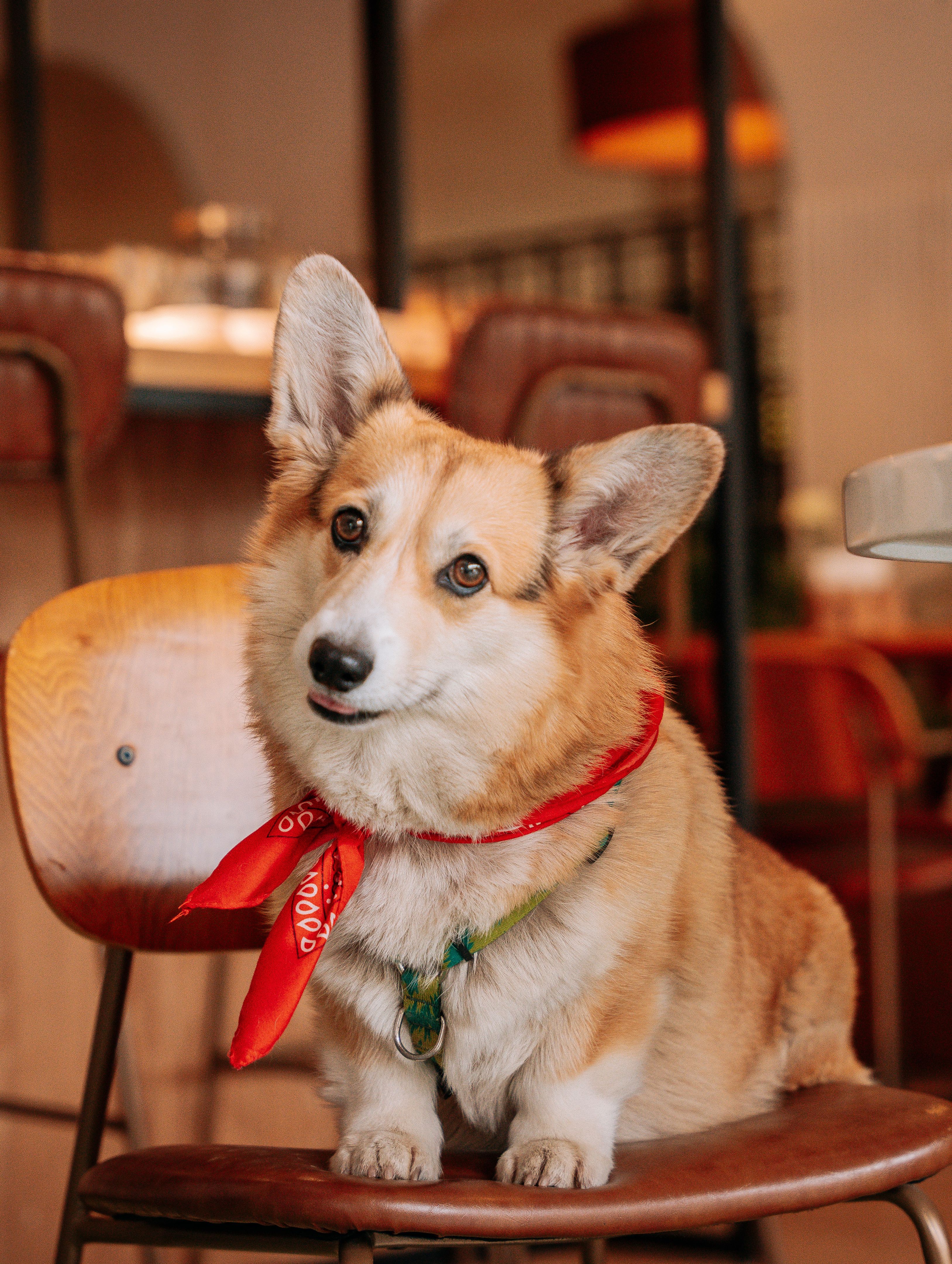 dog friendly restaurant