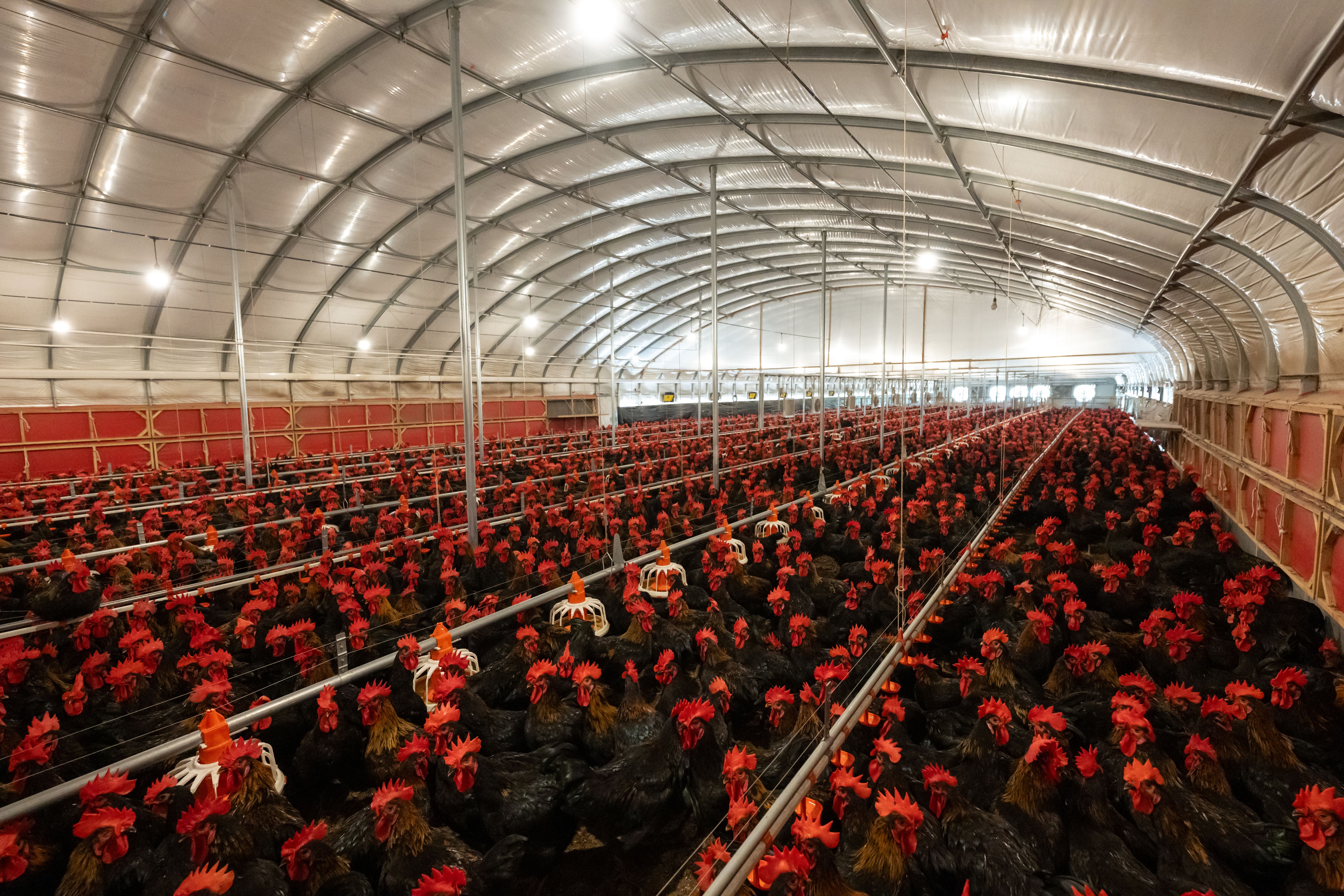 Large indoor poultry farms