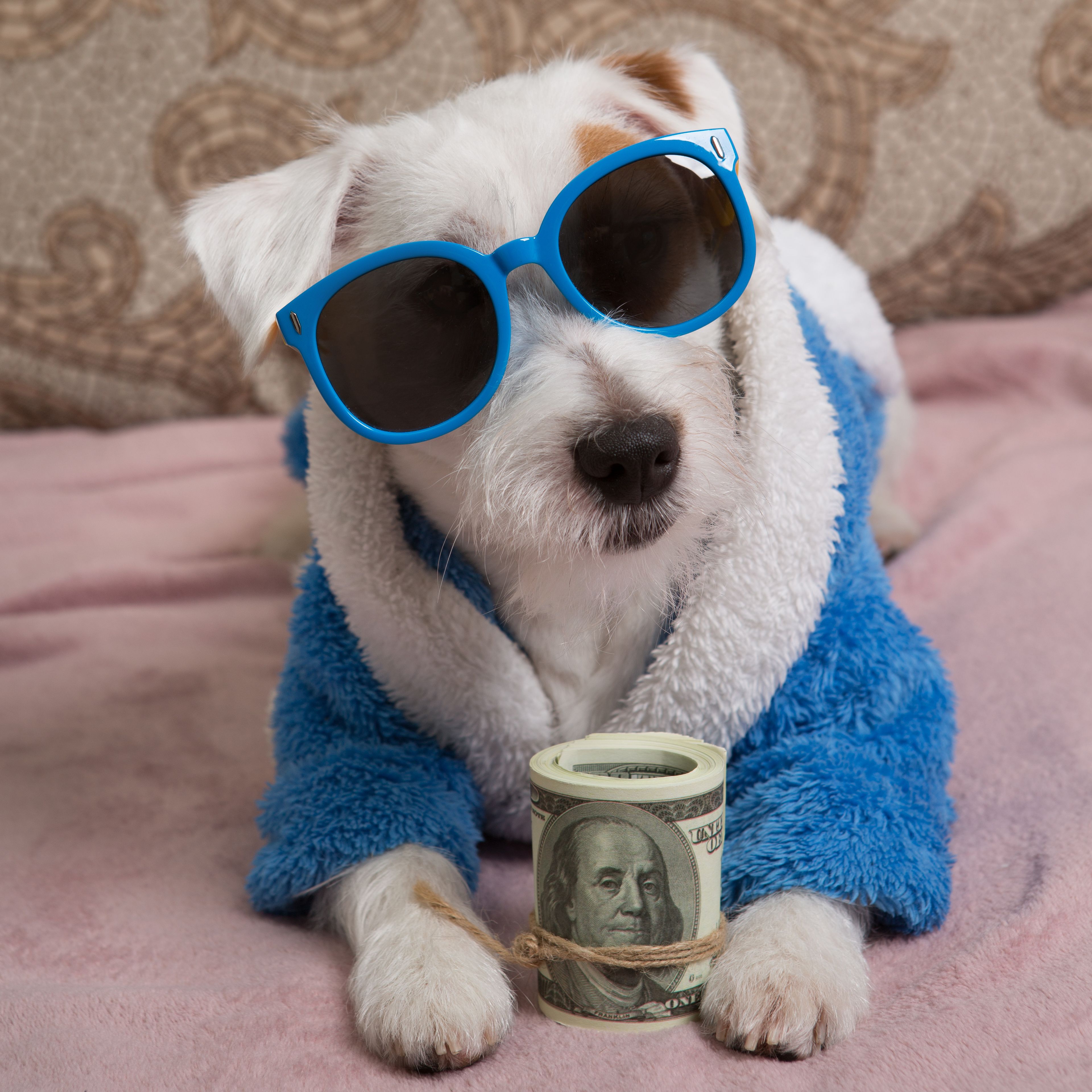 Funny puppy in sunglasses and in a terry robe holding a roll of dollars in its paws