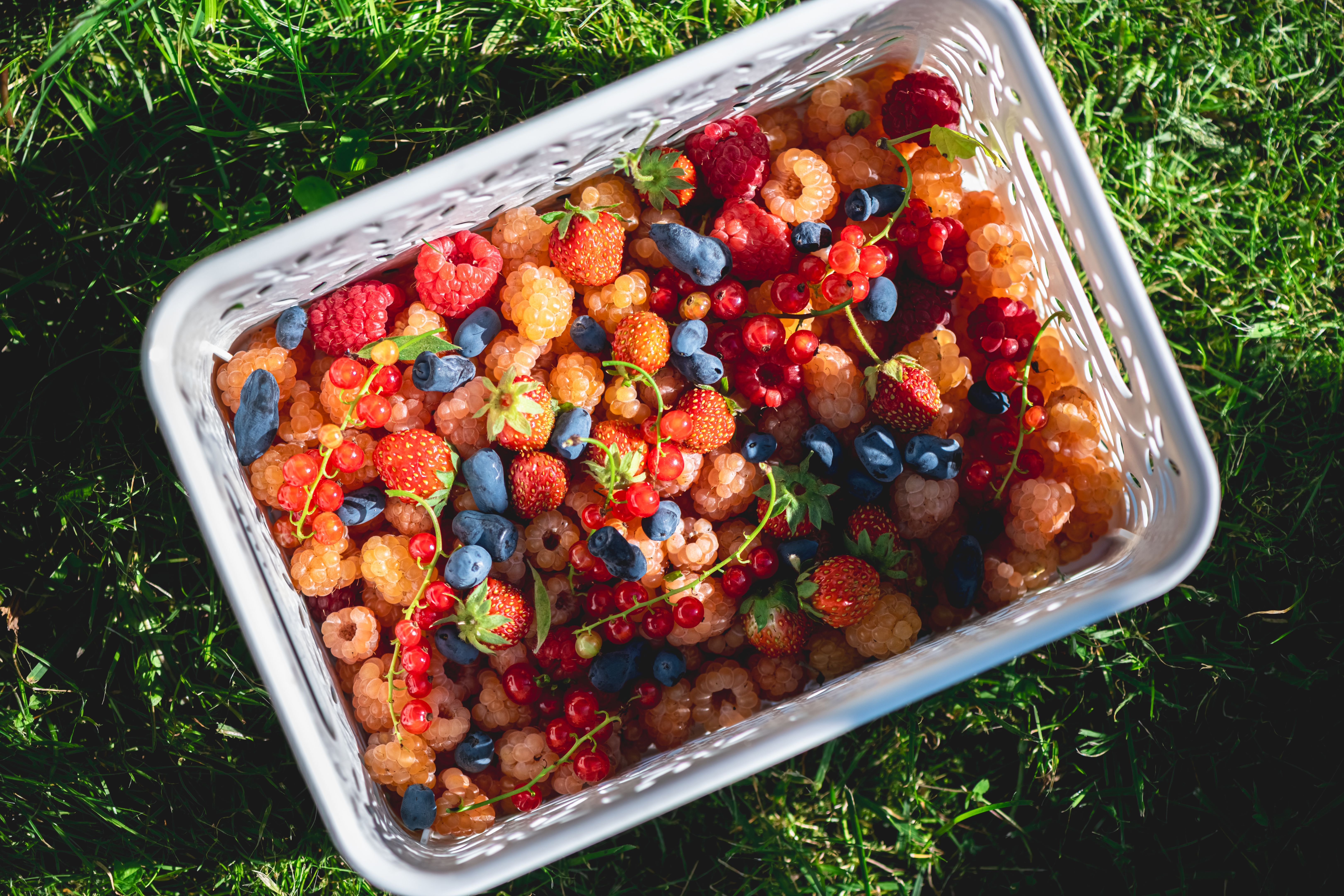 fresh picked berries