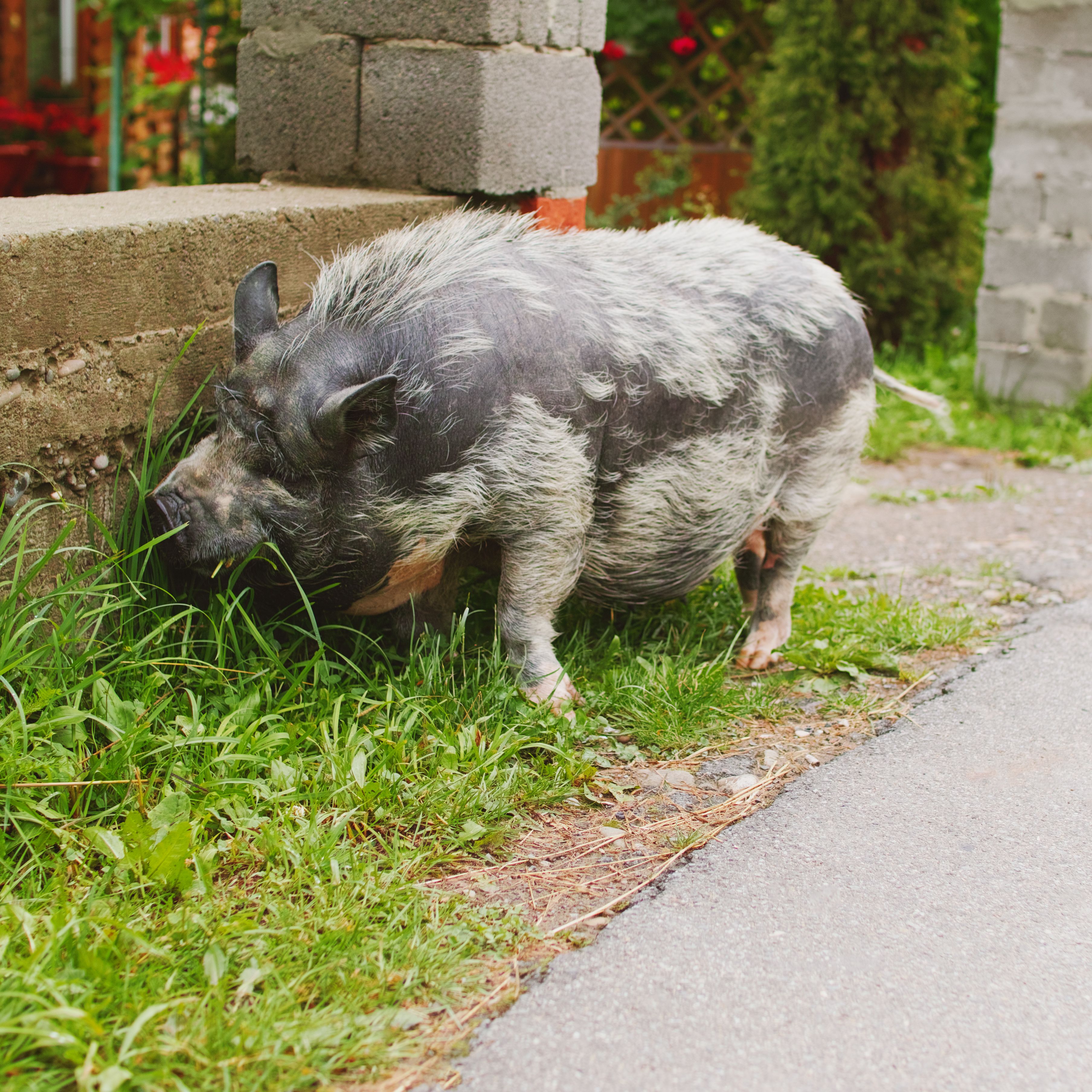 miniature pigs urban