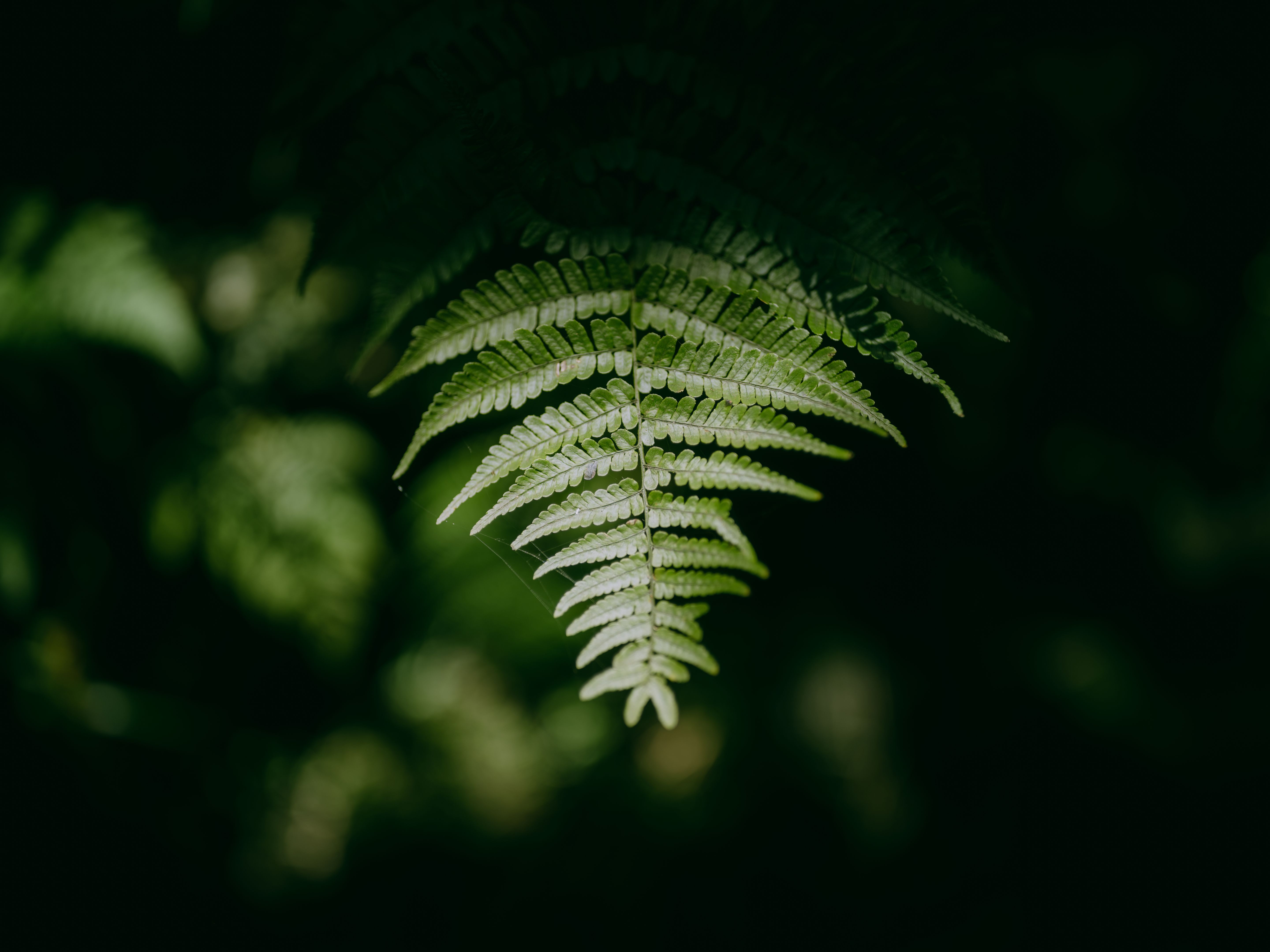 eco friendly insurance