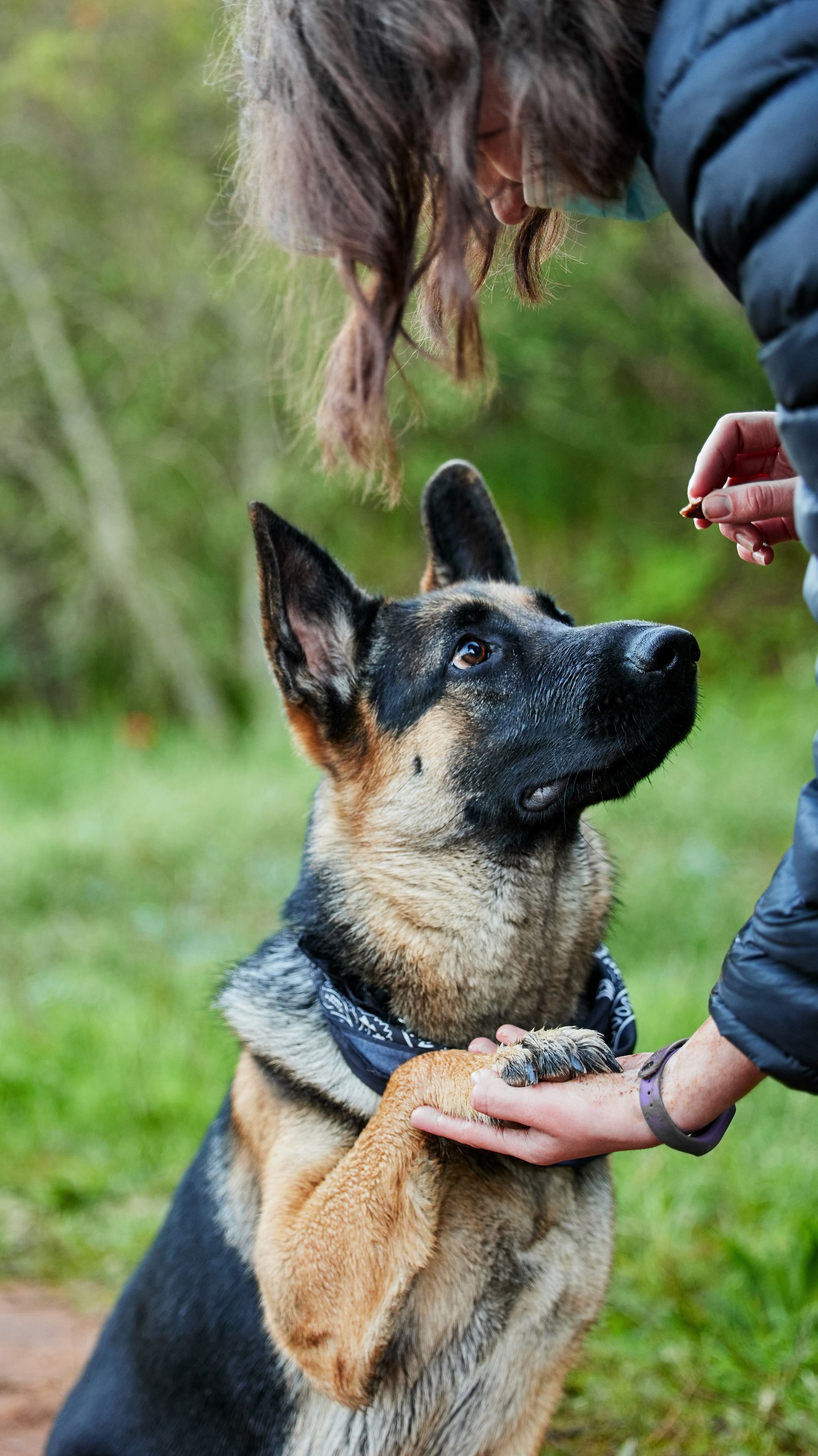 Shot of a person feeding his adorable german shepherd at the park