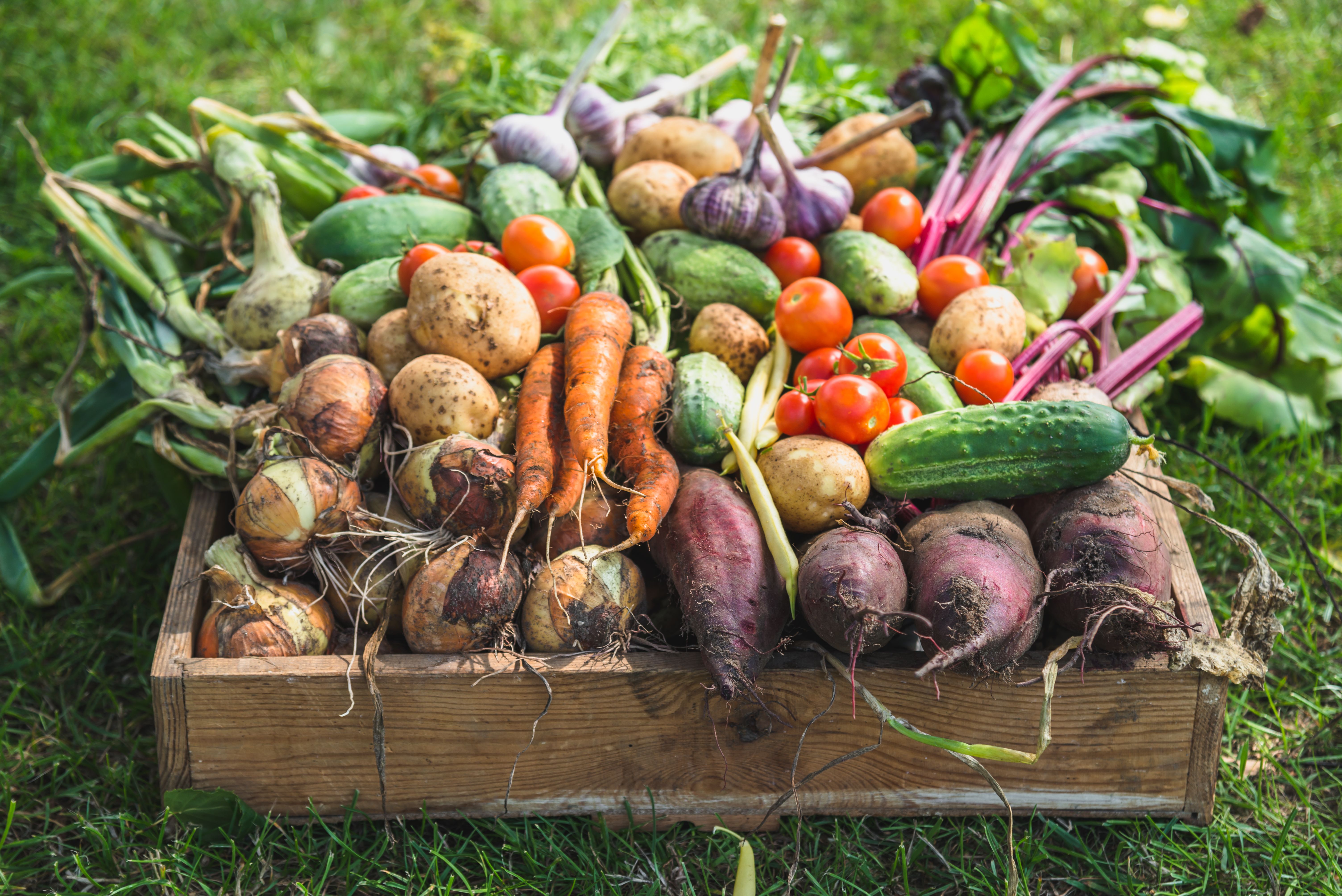 organic farming fruit