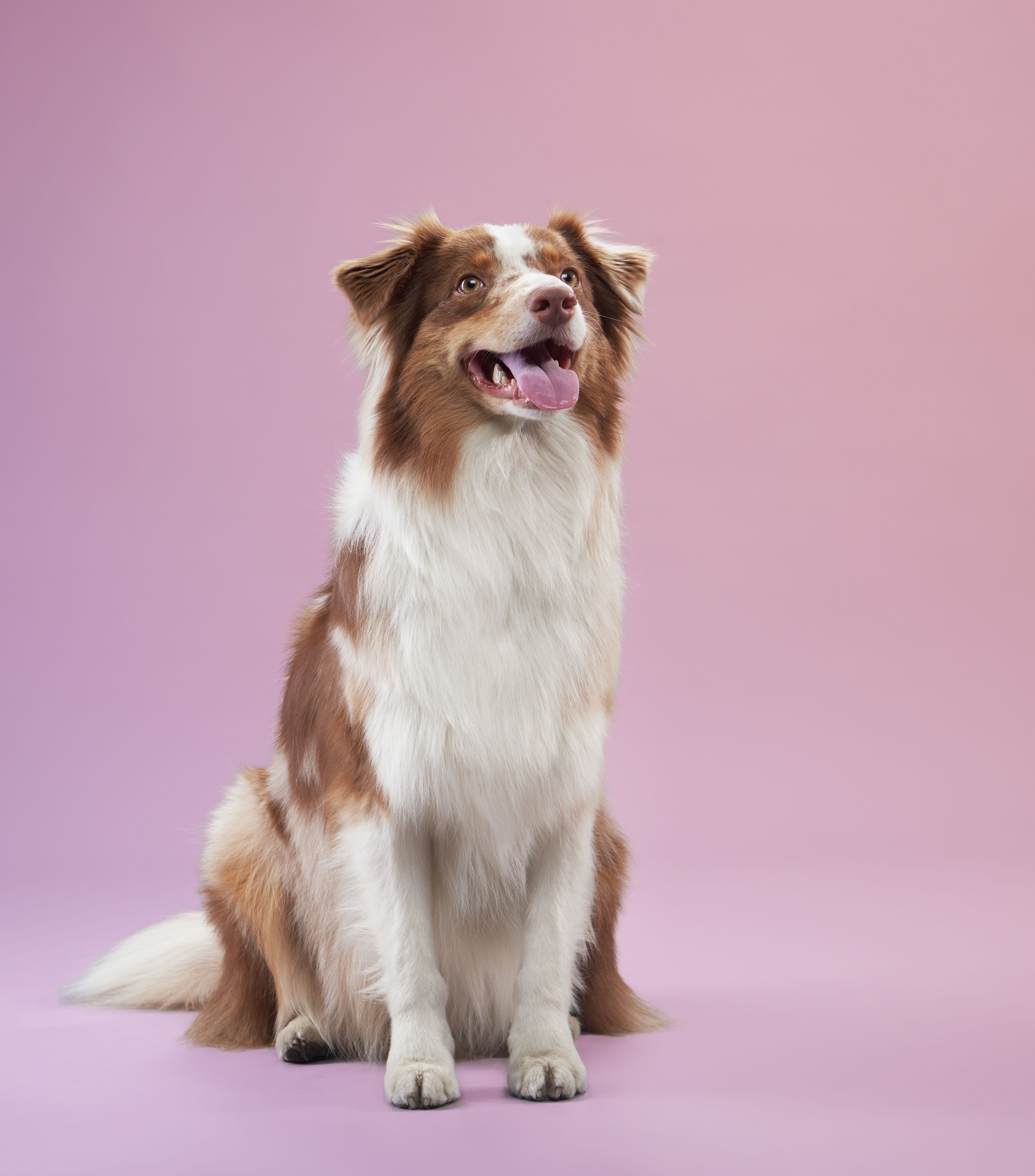 australian shepherd coat