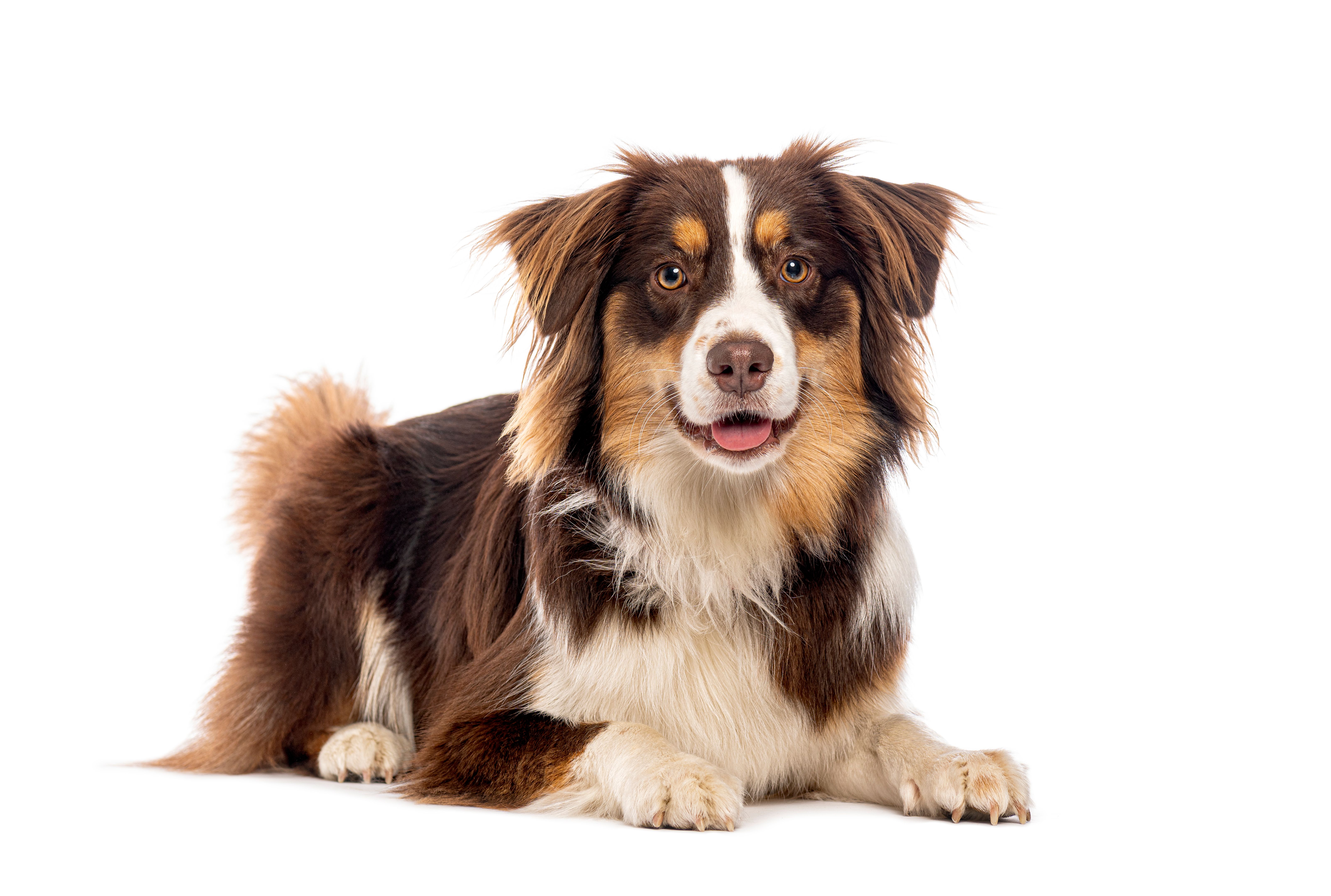 australian shepherd