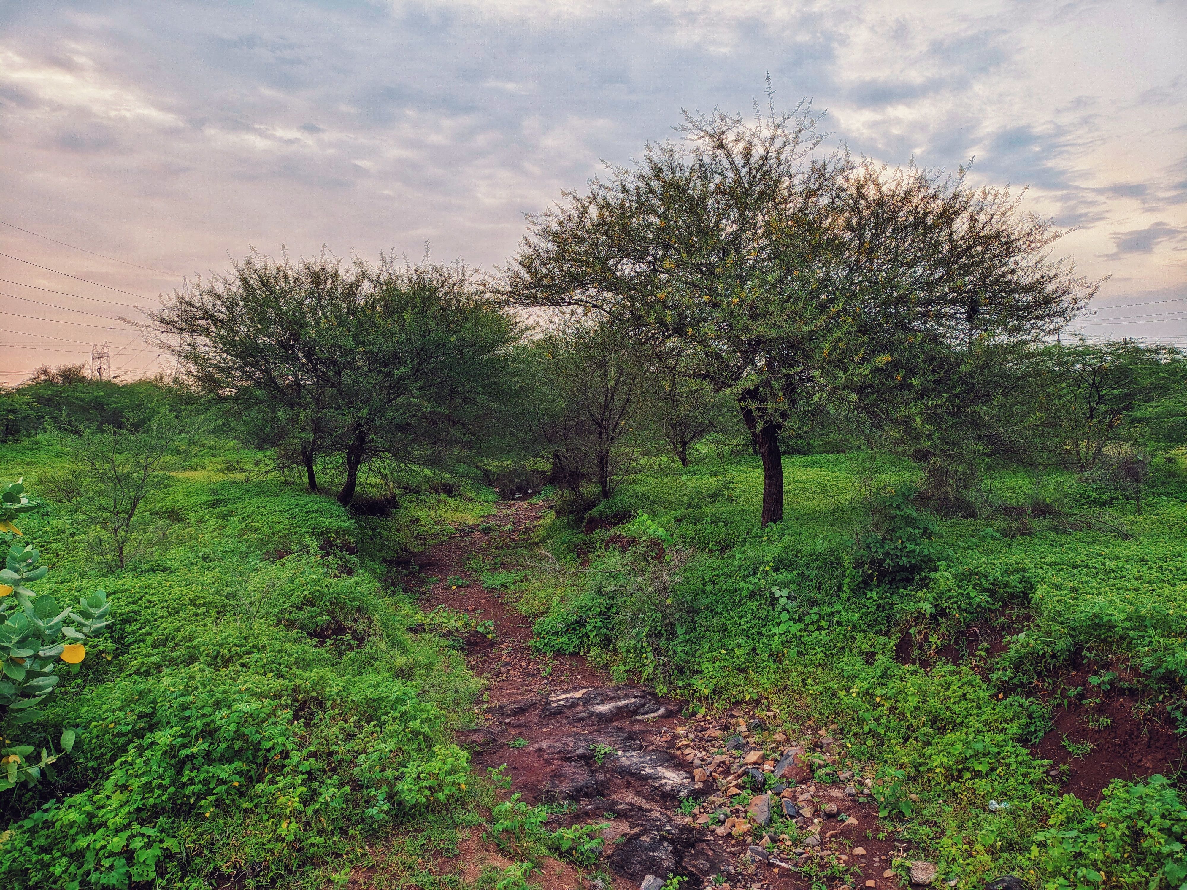 Dry river between two trees