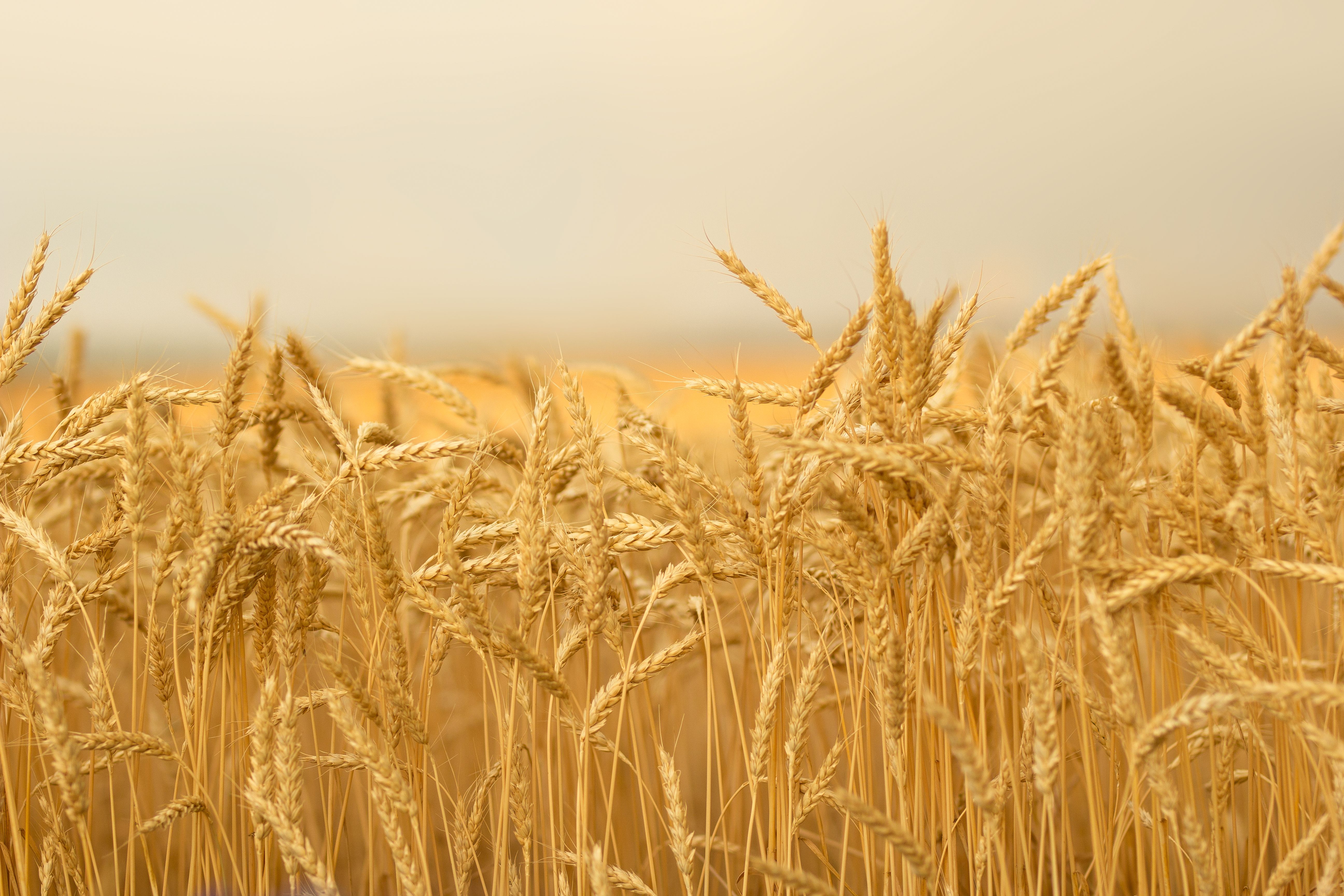 heritage grain fields