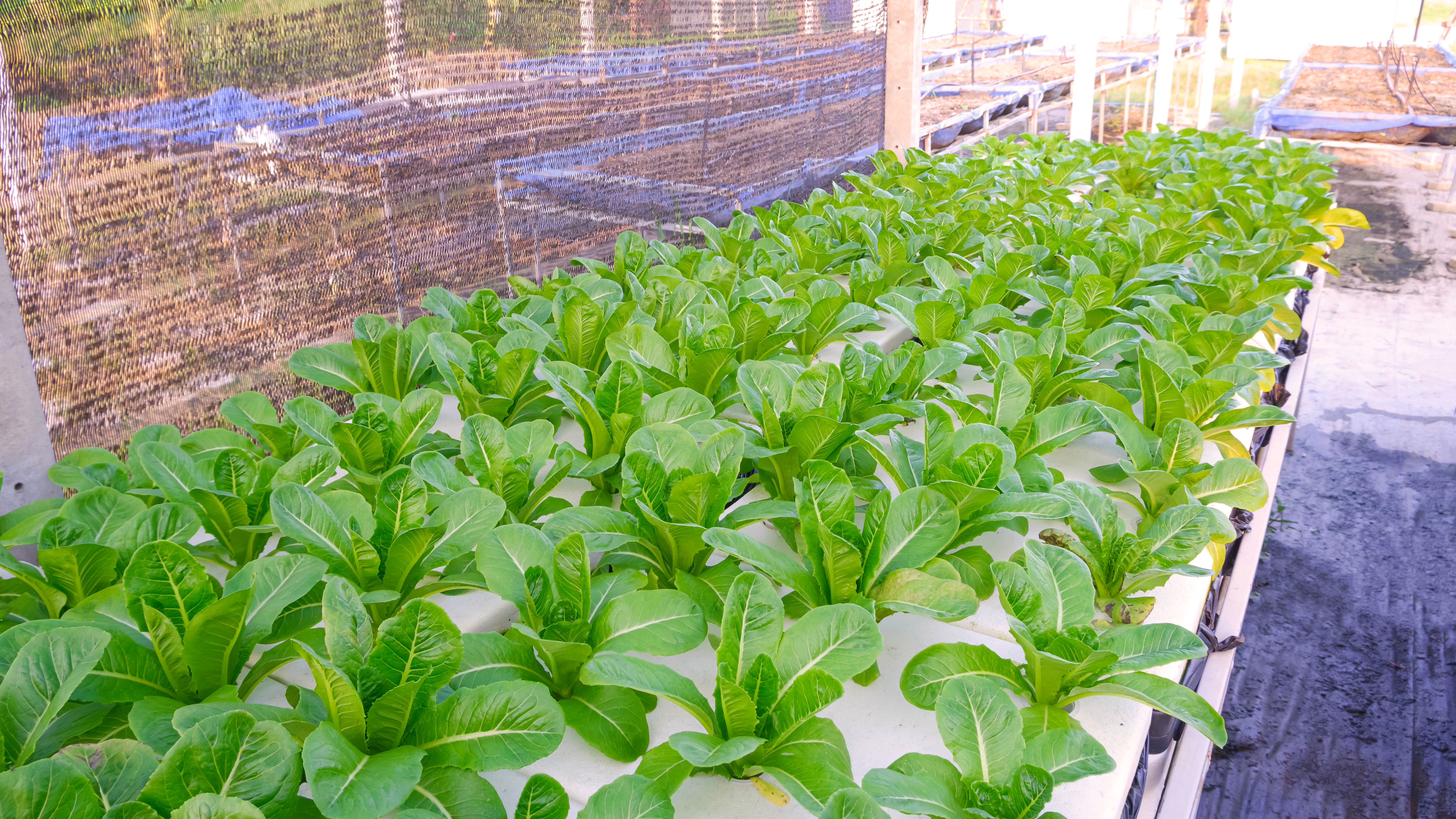 Hydroponic planting system of green lettuce vegetable growing on white foam box in home garden area