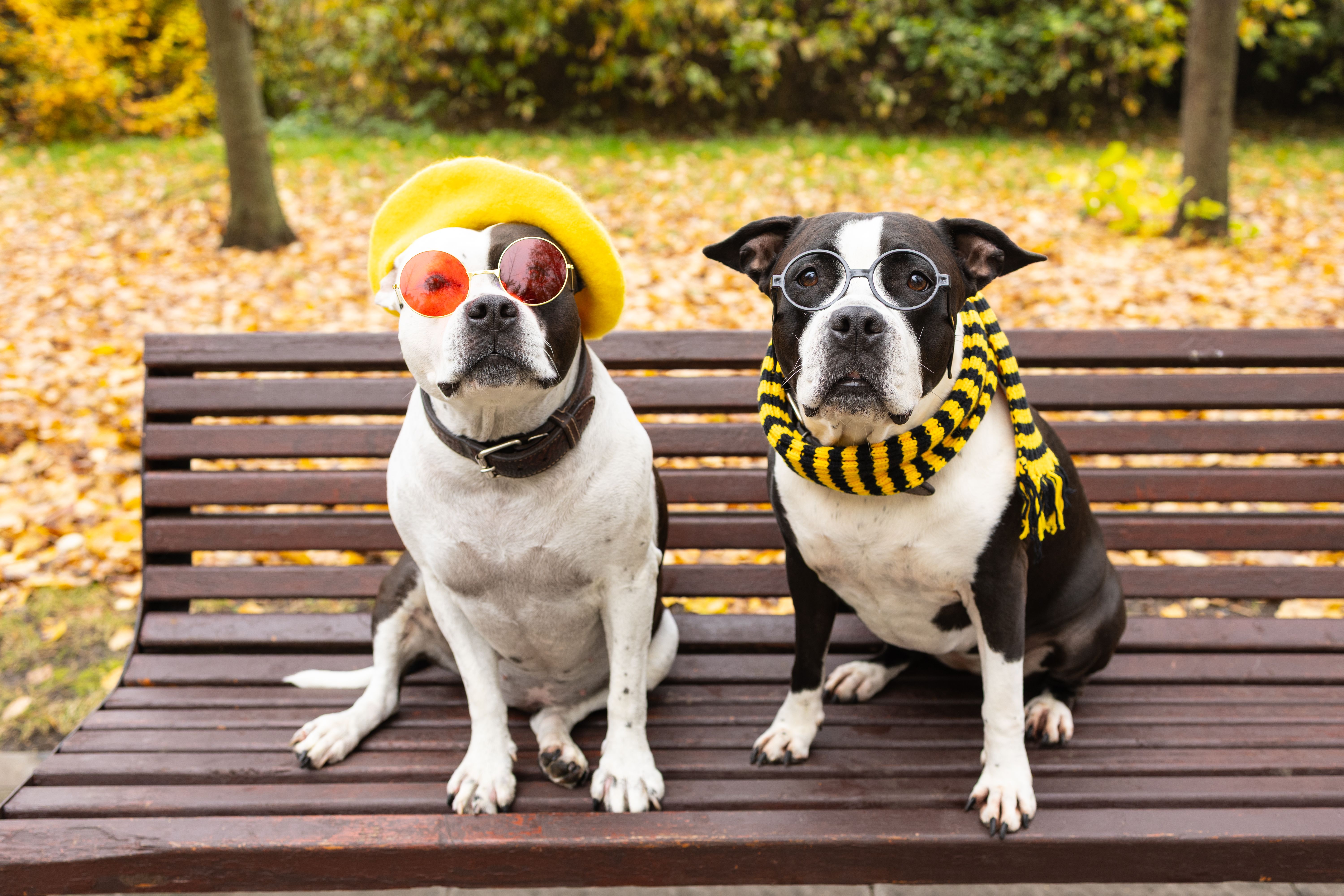 dog accessories fashion