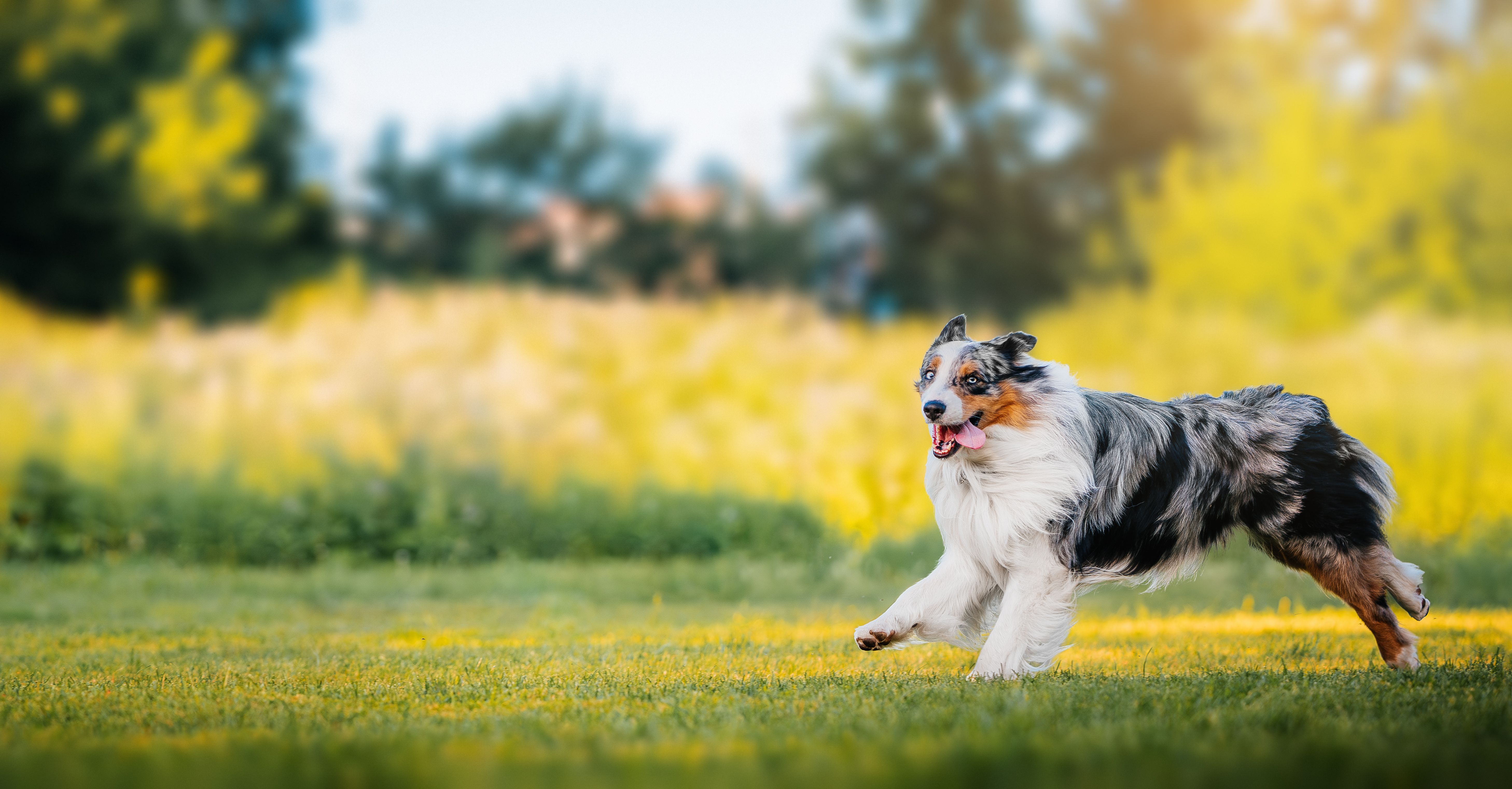 australian shepherd agility