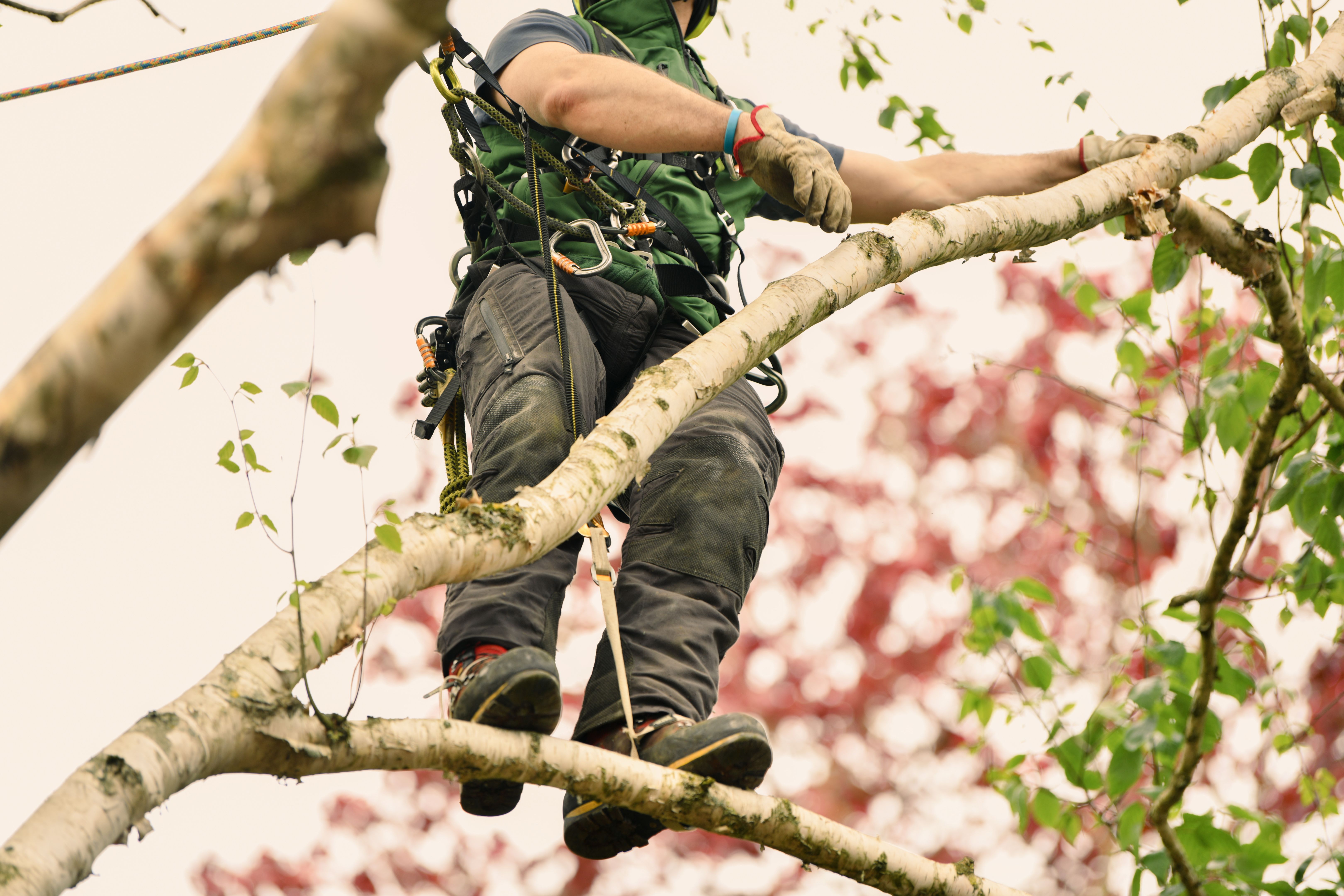 arborist