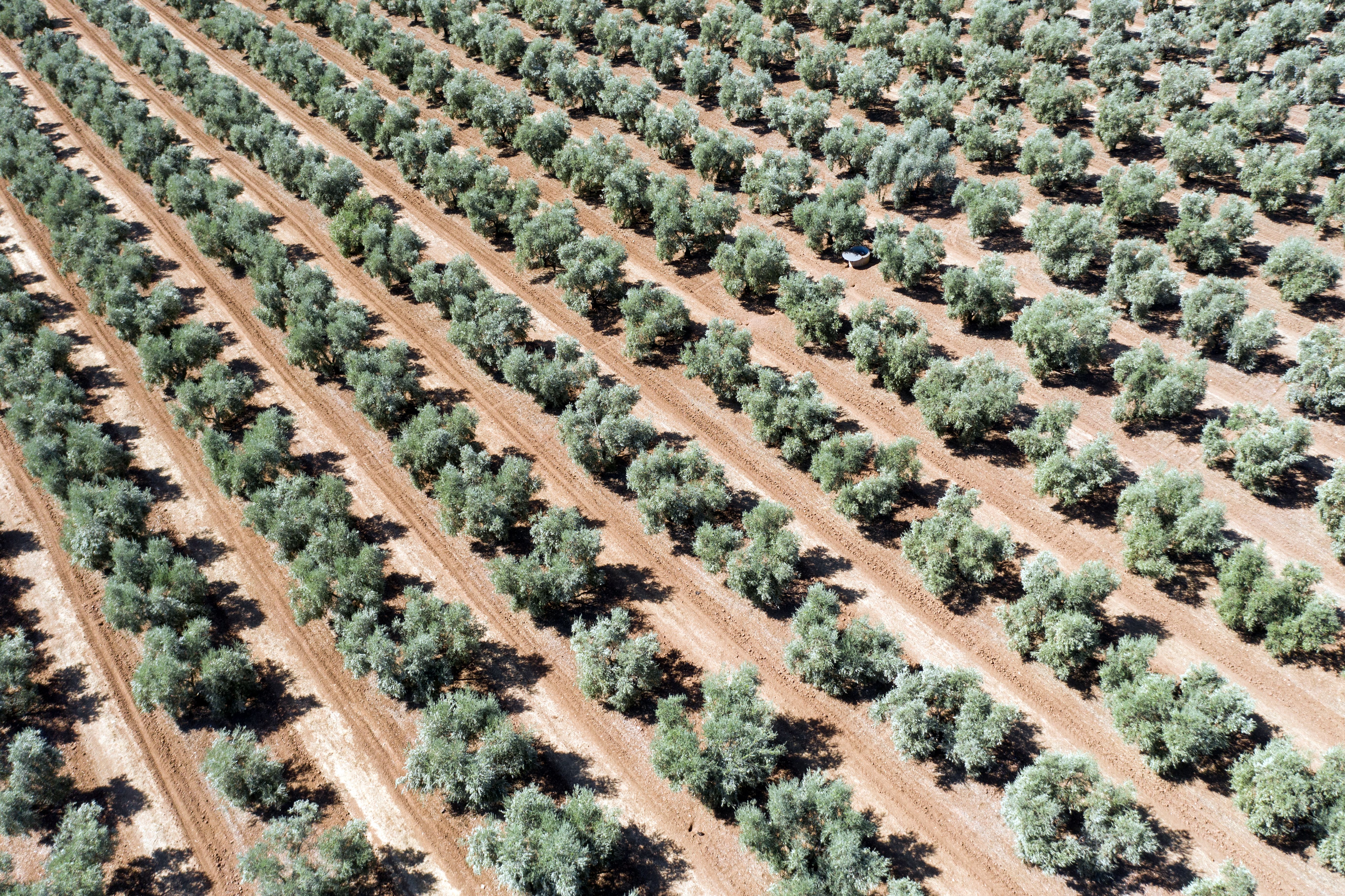 olive orchard