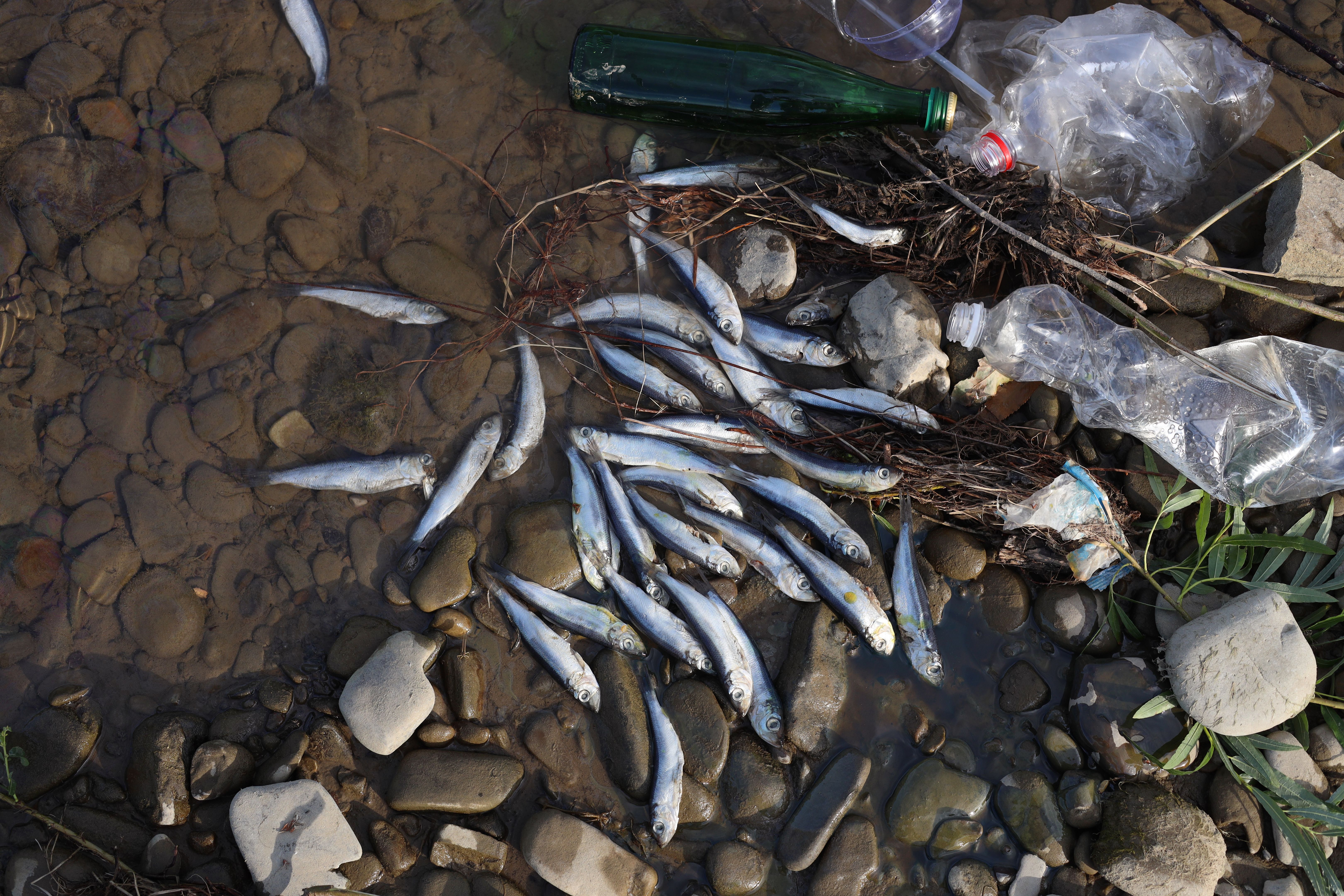 Dead fishes and trash near river, flat lay. Environmental pollution concept