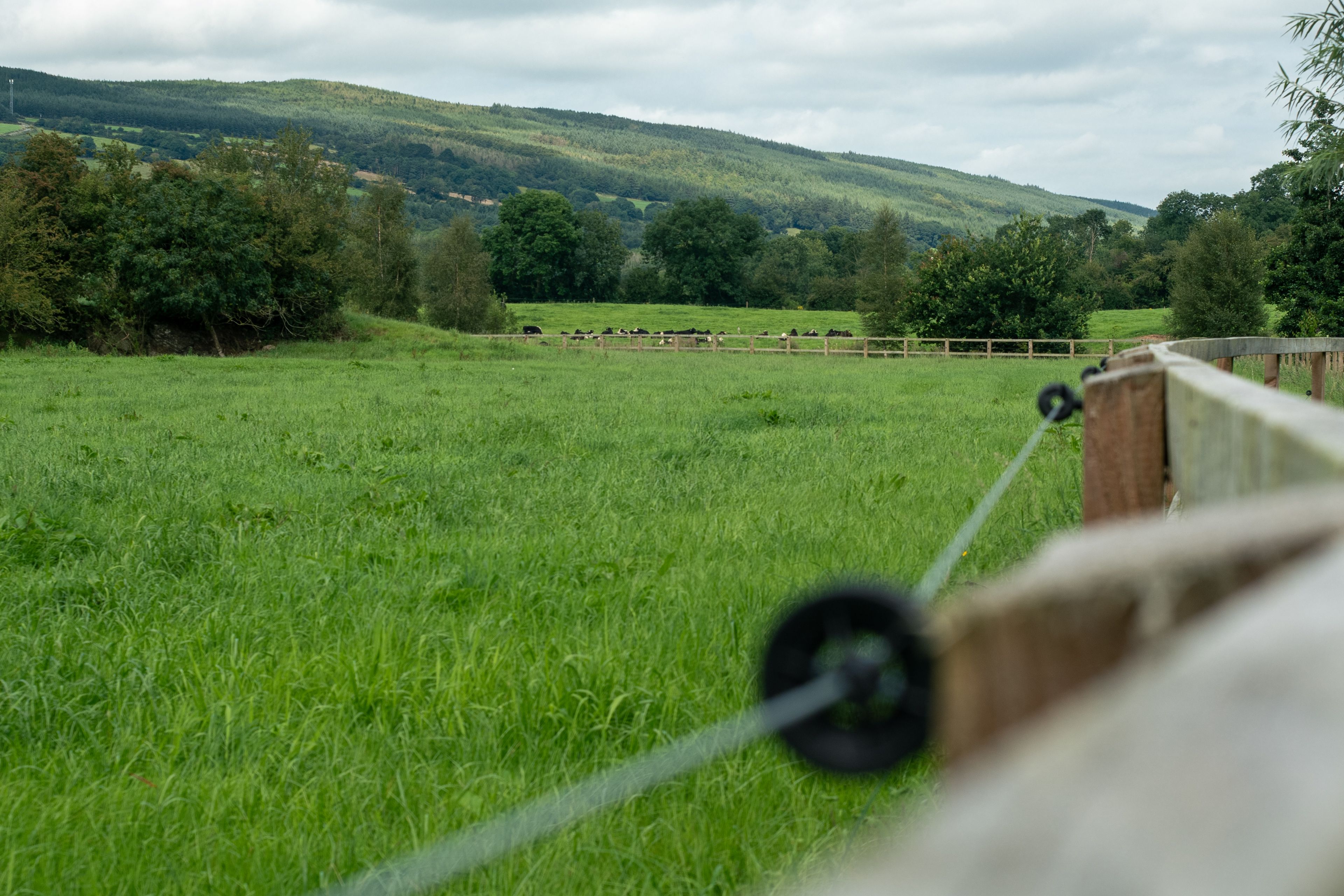 Vibrant green pastures stretch across a serene landscape with distant cows grazing under a cloudy sky Vibrant green pastures stretch across a serene landscape with distant cows grazing under a cloudy sky
