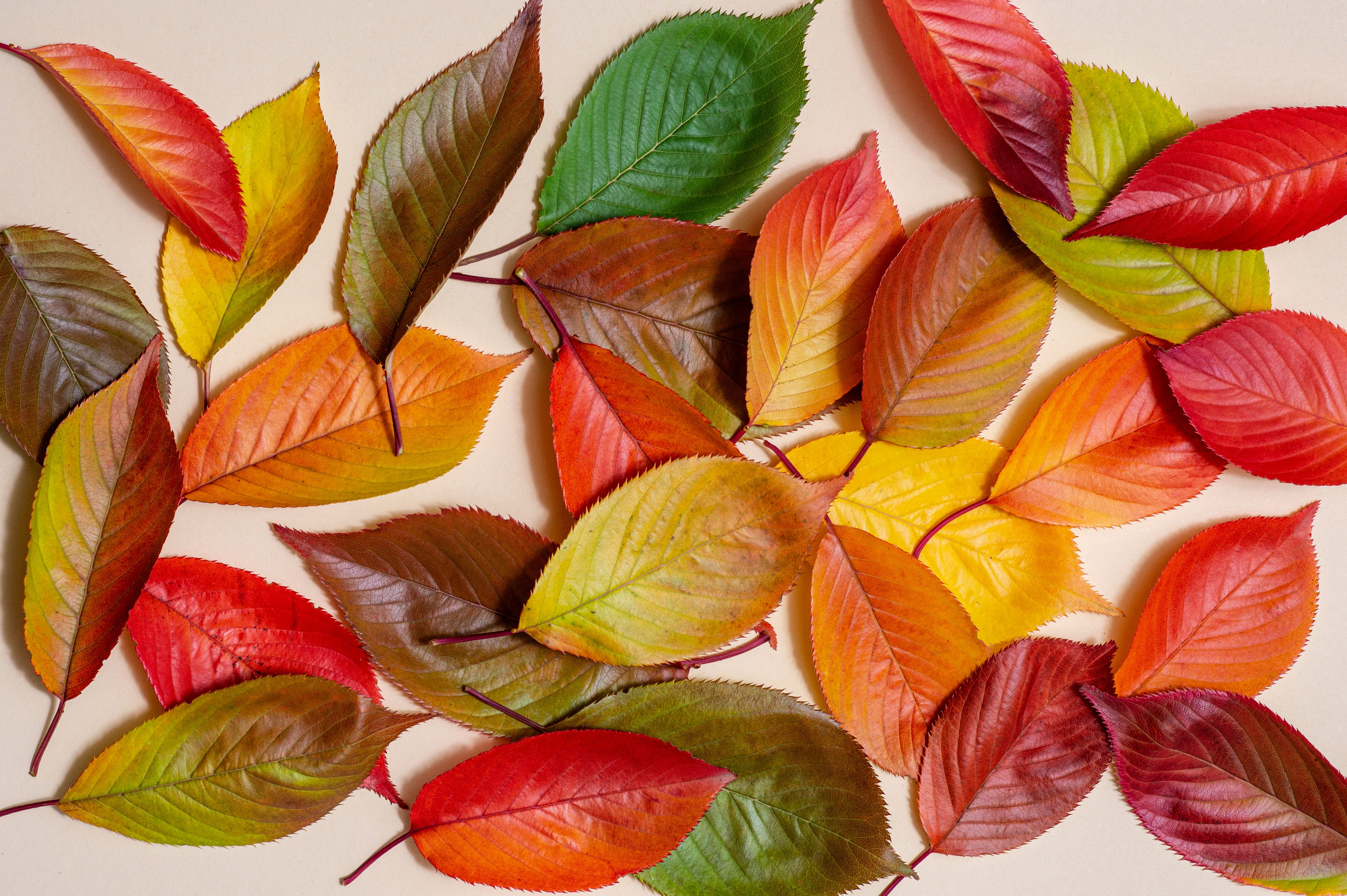 website autumn theme