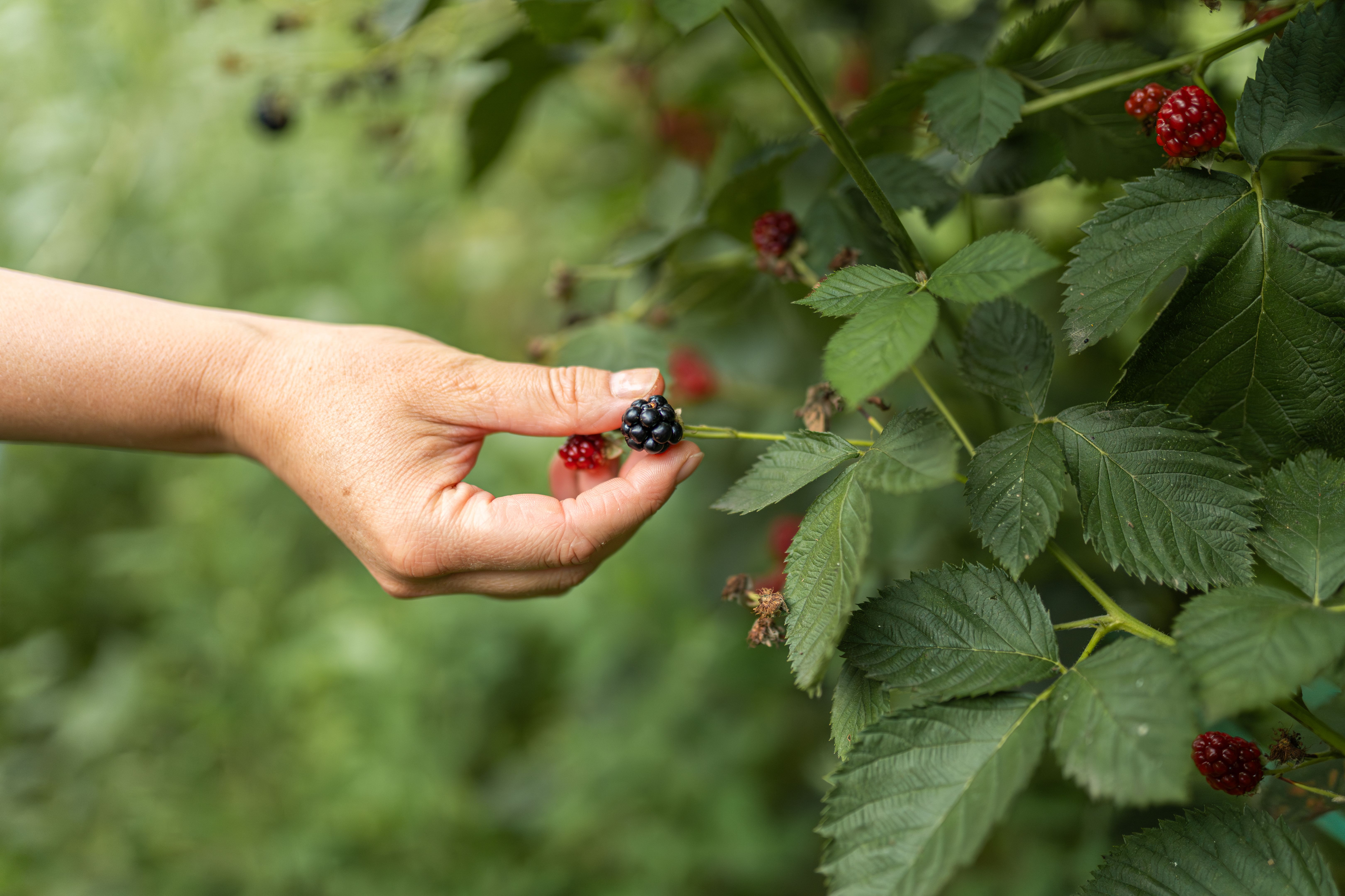 blackberry picking