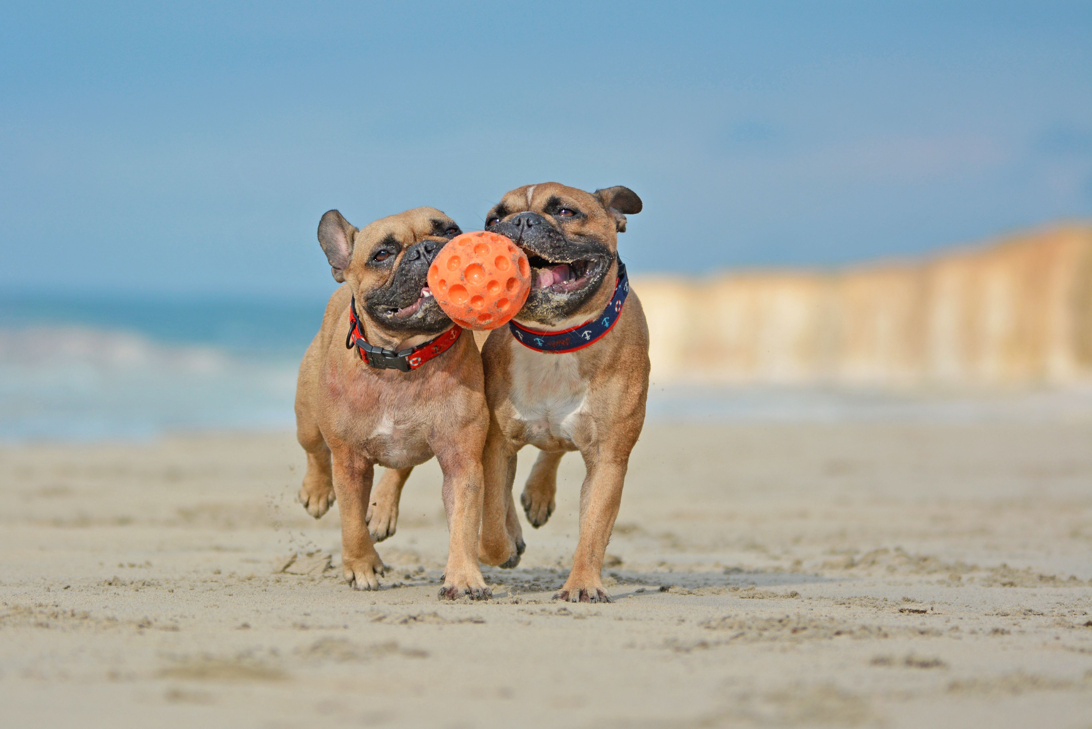 Two athletic brown French Bulldog dogs playing fetchwith ball at the beach with a maritime dog collars Two athletic brown French Bulldog dogs playing fetchwith ball at the beach with a maritime dog collars
