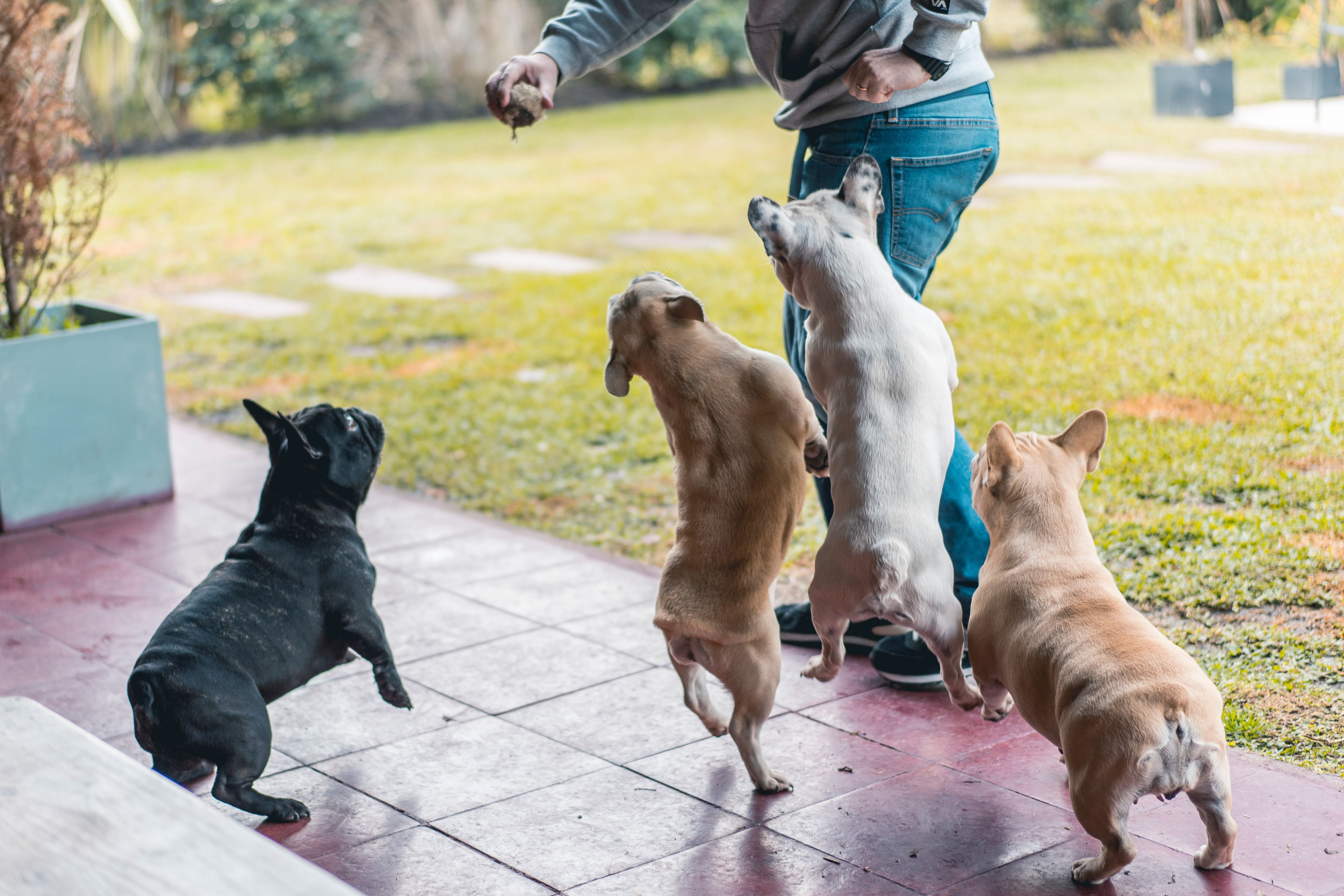 Man holding an old tennis ball and playing with four french bulldogs in his backyard Man holding an old tennis ball and playing with four french bulldogs in his backyard