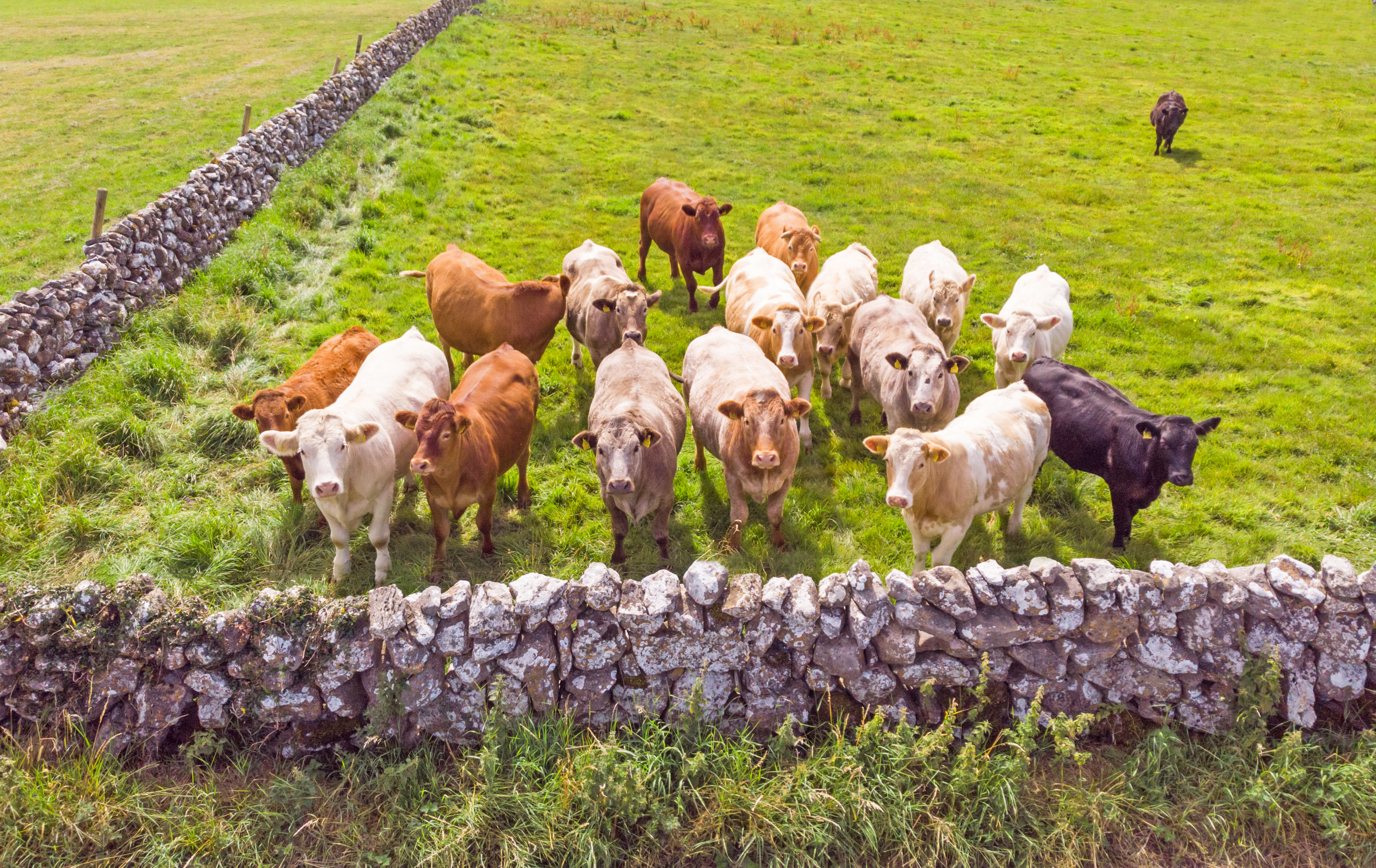 A Small Herd of Inquisitive Irish Cows A Small Herd of Inquisitive Irish Cows