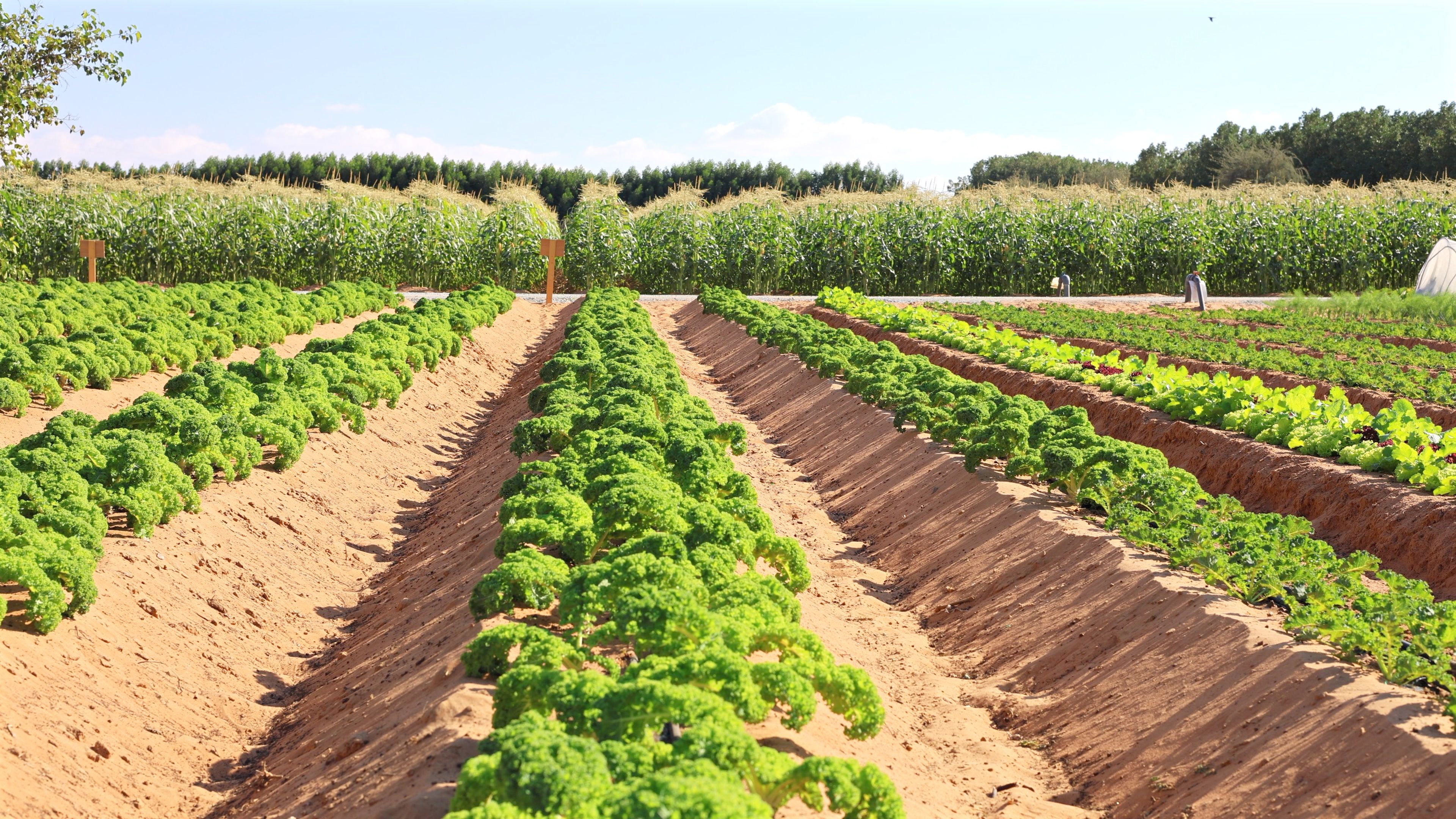 sustainable farming UAE