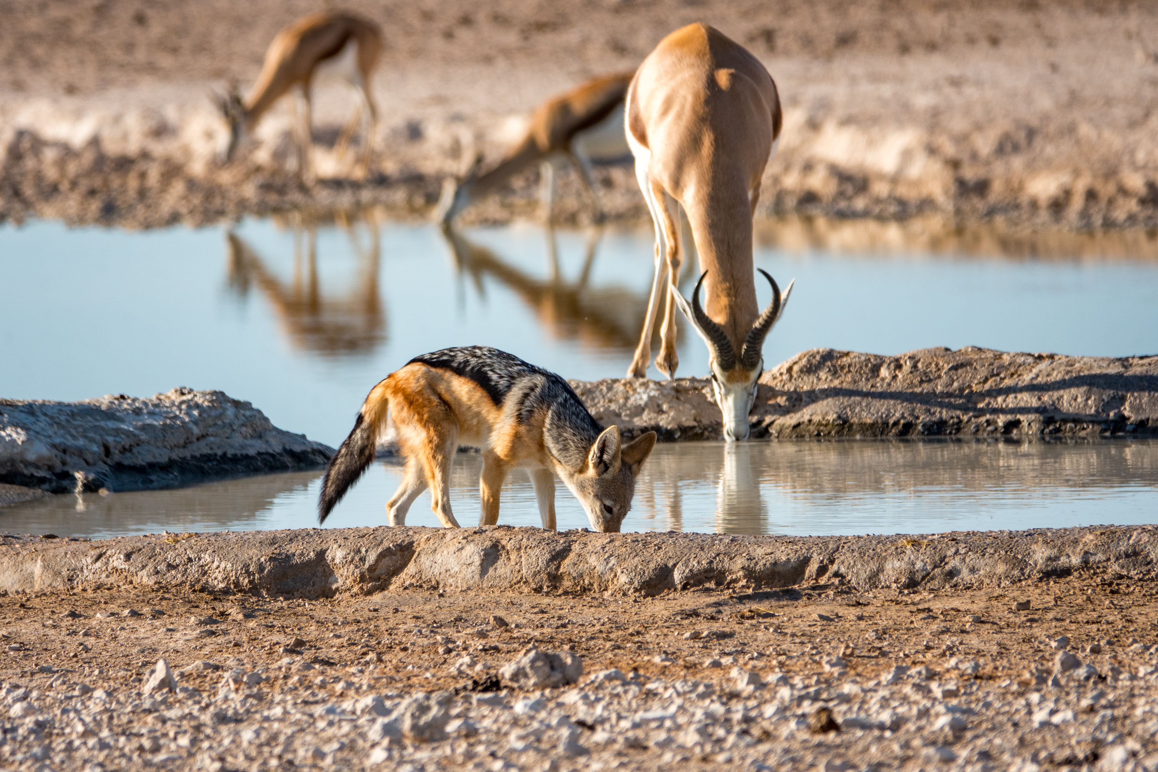 Black-backed Jackal at Nebrownii Waterhole in Etosha National Park, Namibia