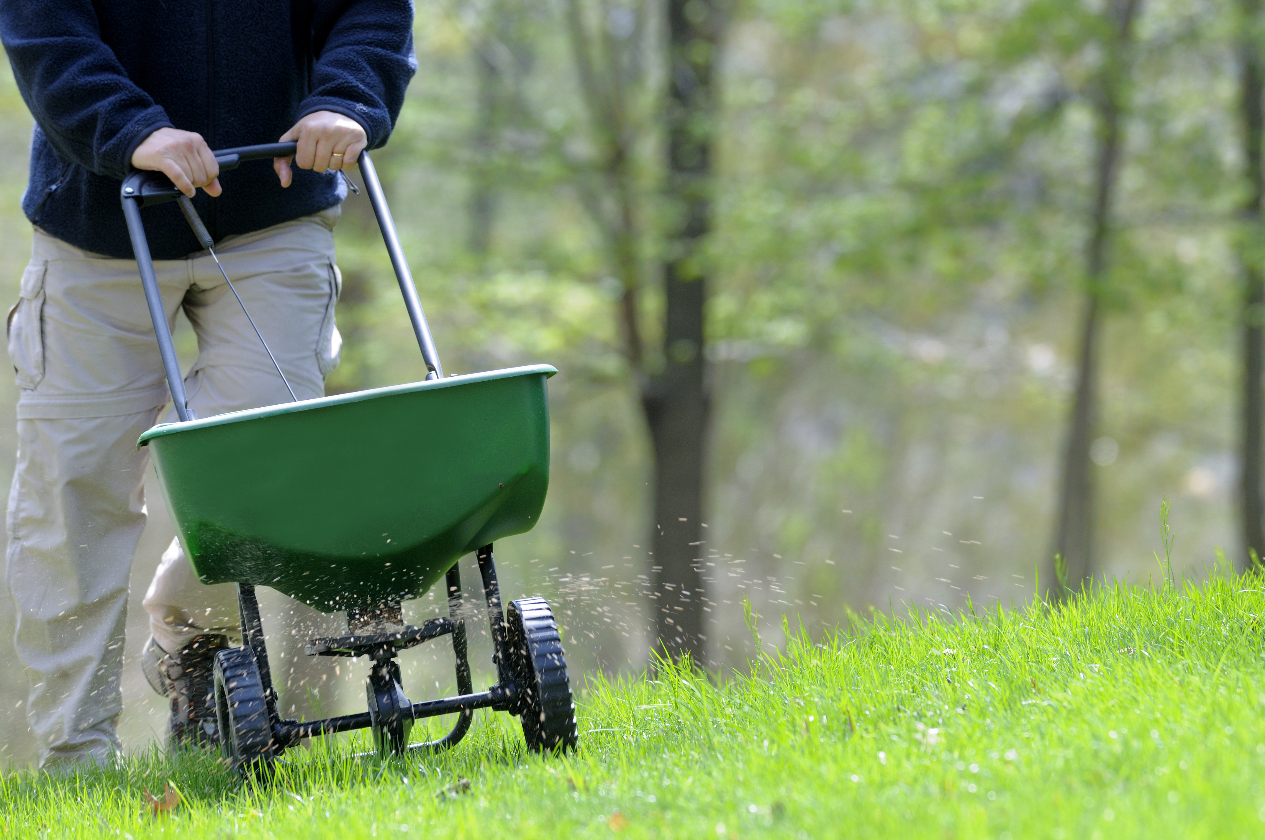 A man fertilizing a grassy lawn A man fertilizing a grassy lawn
