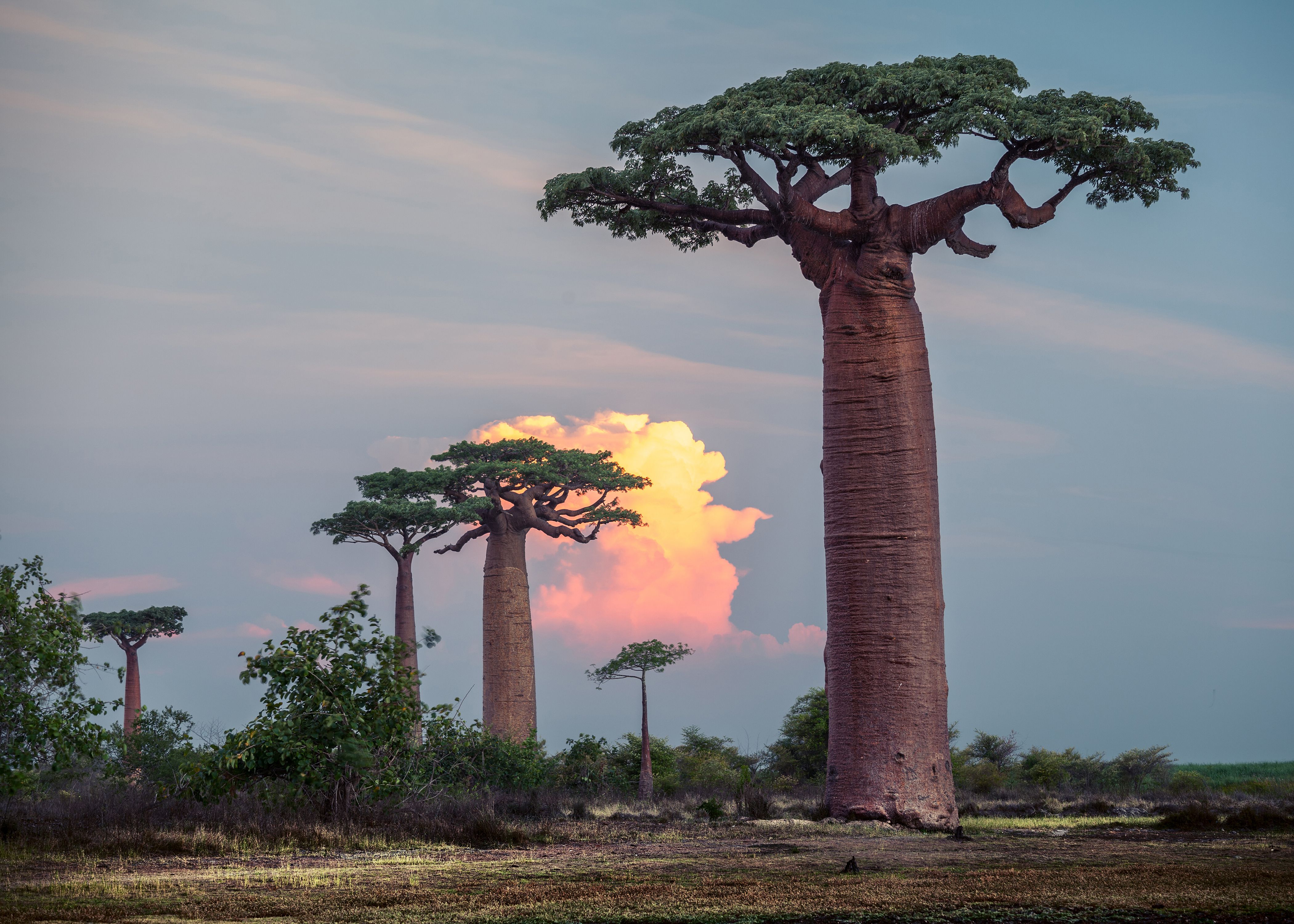 Madagascar. Baobab trees