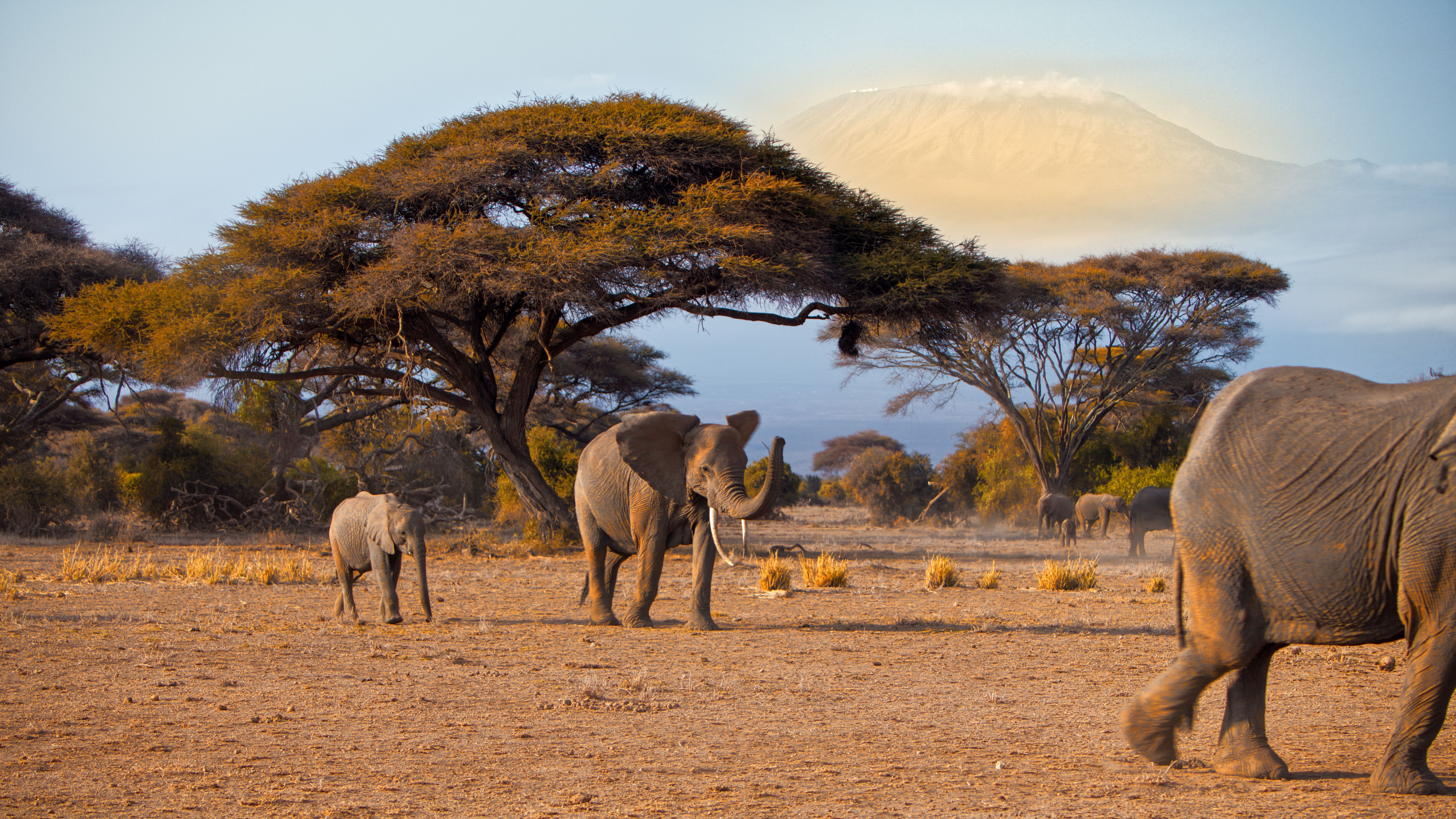 wildlife kenya