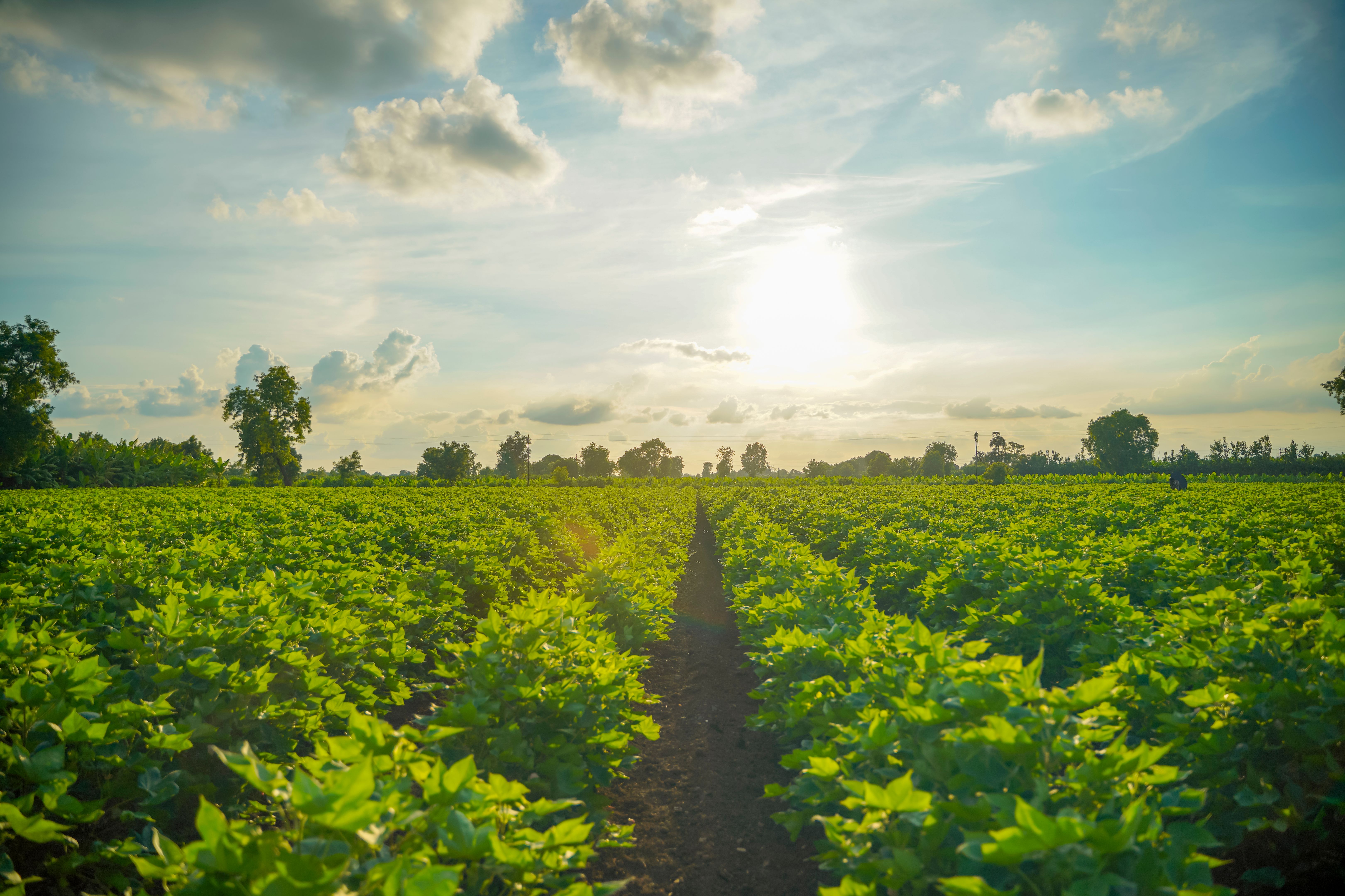 organic cotton field