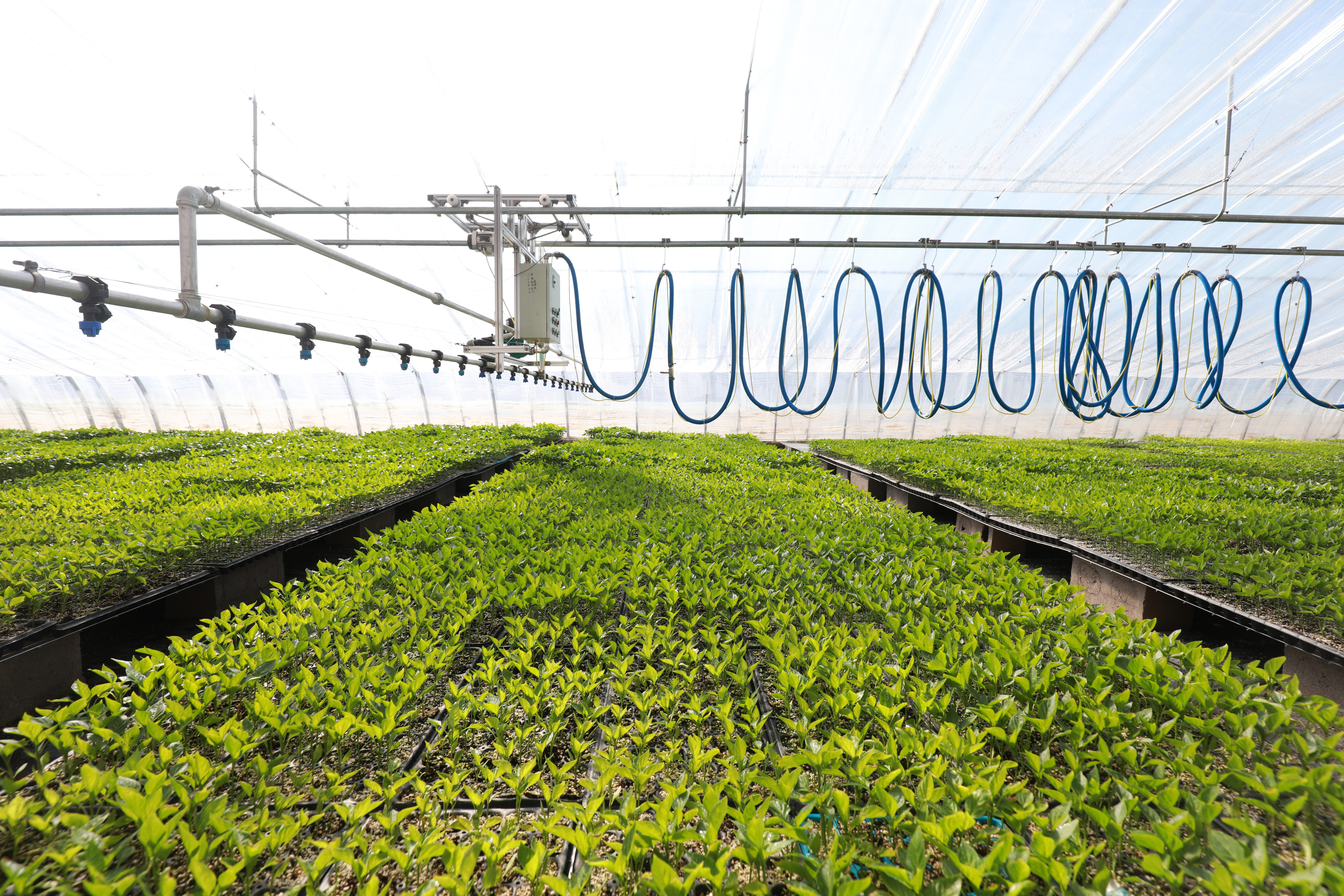 Application of intelligent seedling greenhouse in North China